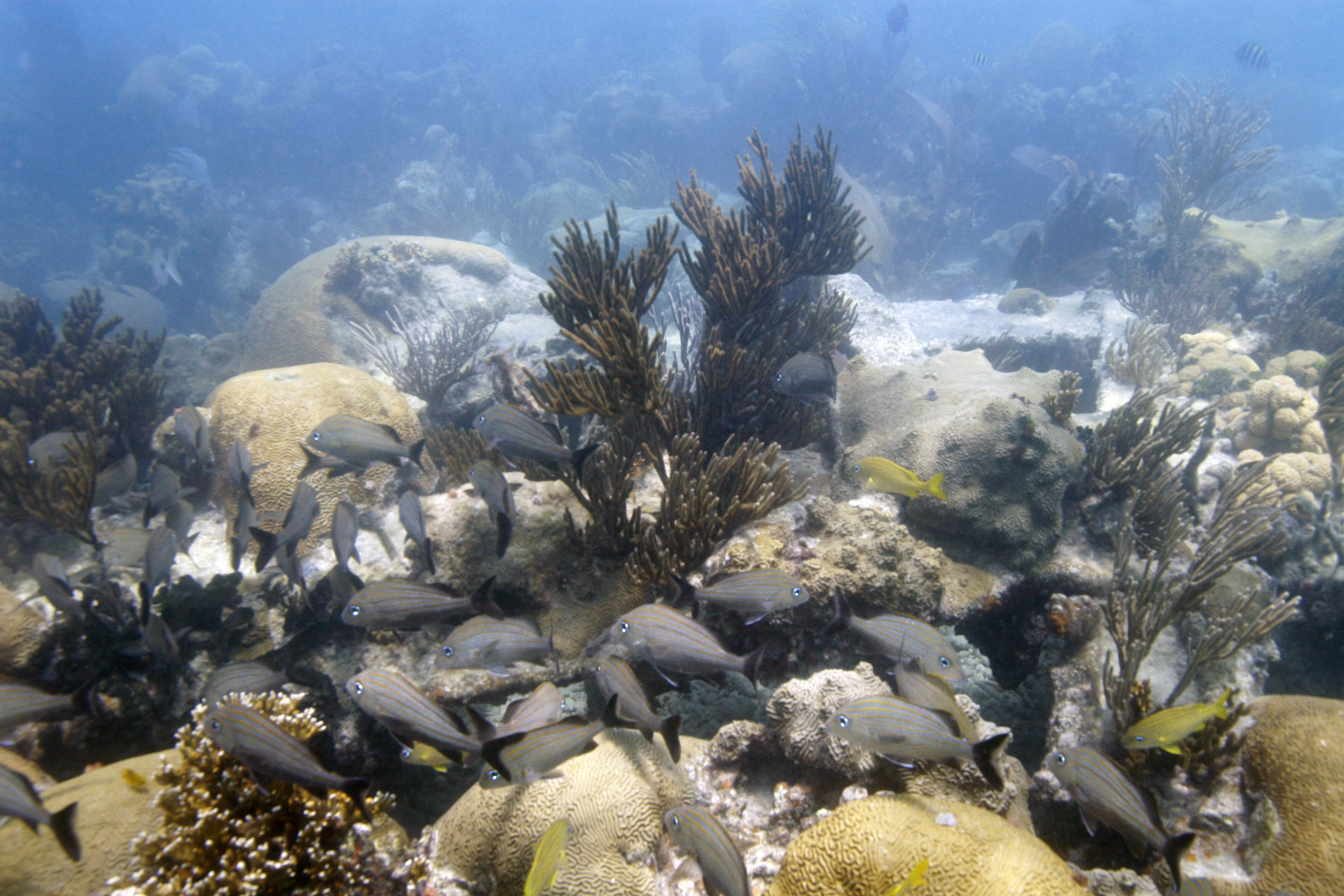 World Without Corals