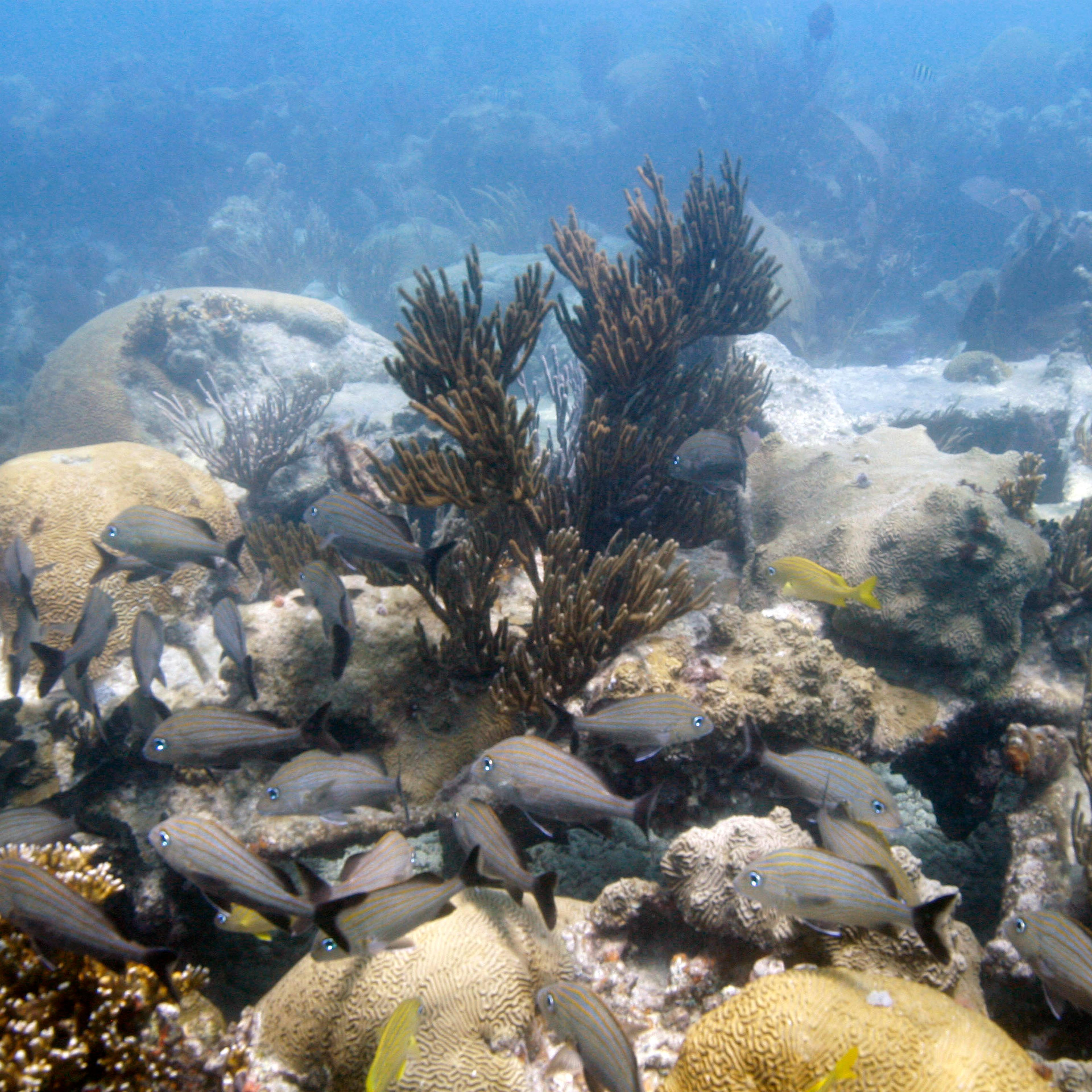 World Without Corals