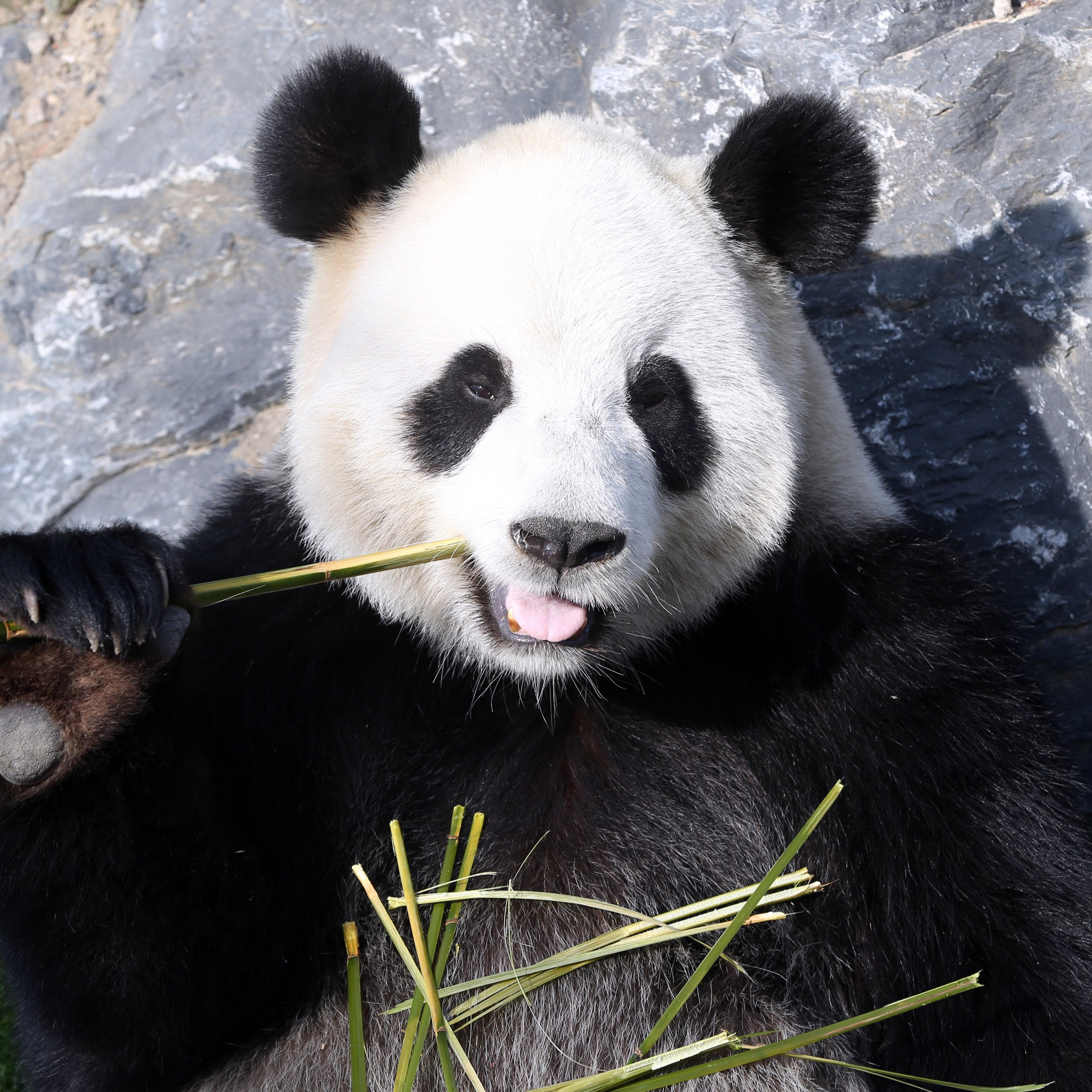 A photo taken on April 1, 2014 shows the giant panda Hao Hao eating bamboo at Pairi Daiza animal park in Brugelette, Belgium.