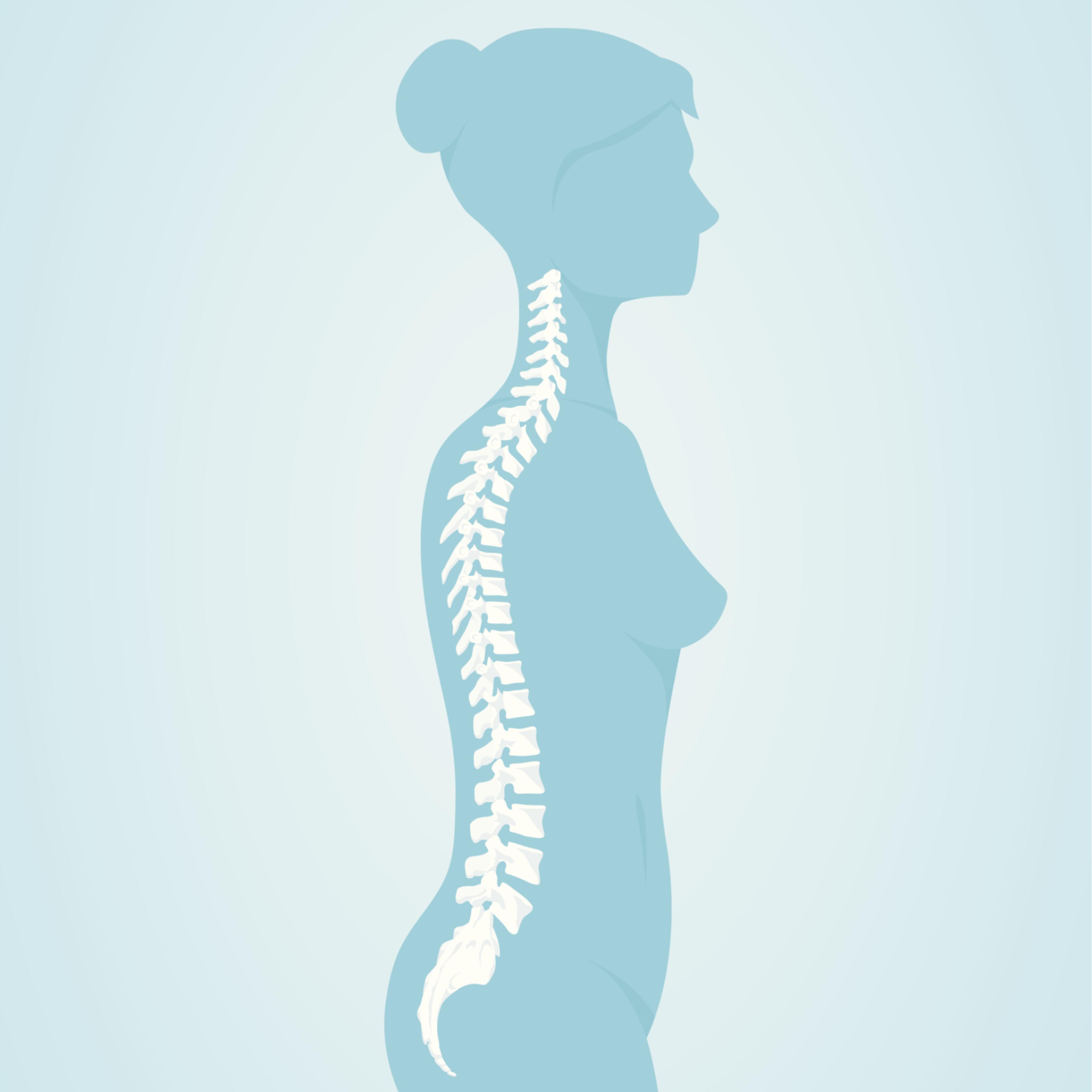 Human Spine