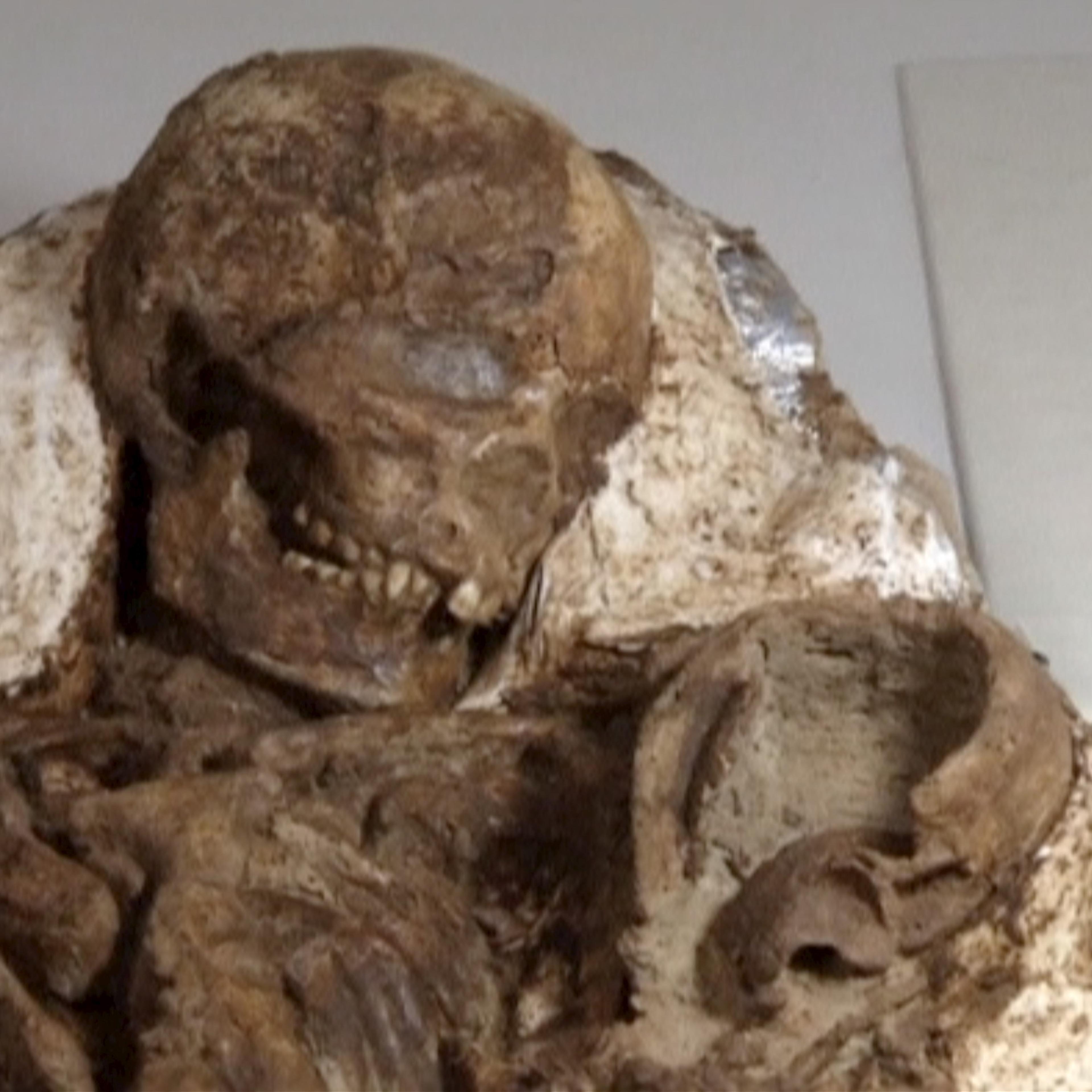 A view of a fossil of a mother and baby in Taichung City