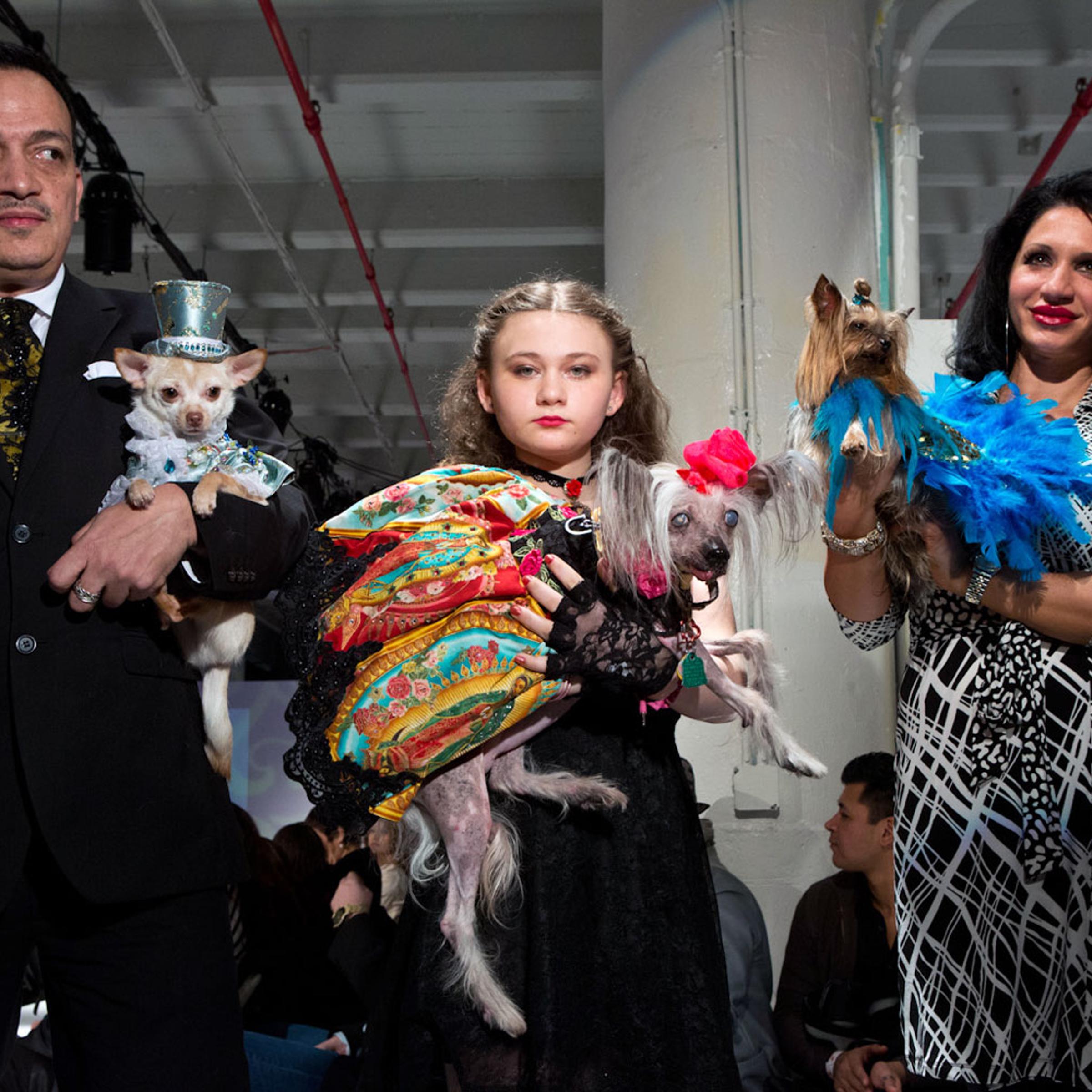 <i><B>The following photographs were taken Feb. through June 2013.</i></b><br><br>From left to right: Kimba, a Chihuahua, companion to Anthony Rubio; Nora, a Chinese Crested, companion to Robin Schwartz (shown here with Amelia Forman, Schwartz's daughter); and Rosie, a Yorkie, companion to Grace Forster (shown here with Ashley Speranza) backstage after showing Bandit Rubio designs at the first ever pet fashion show at Brooklyn Fashion Week.