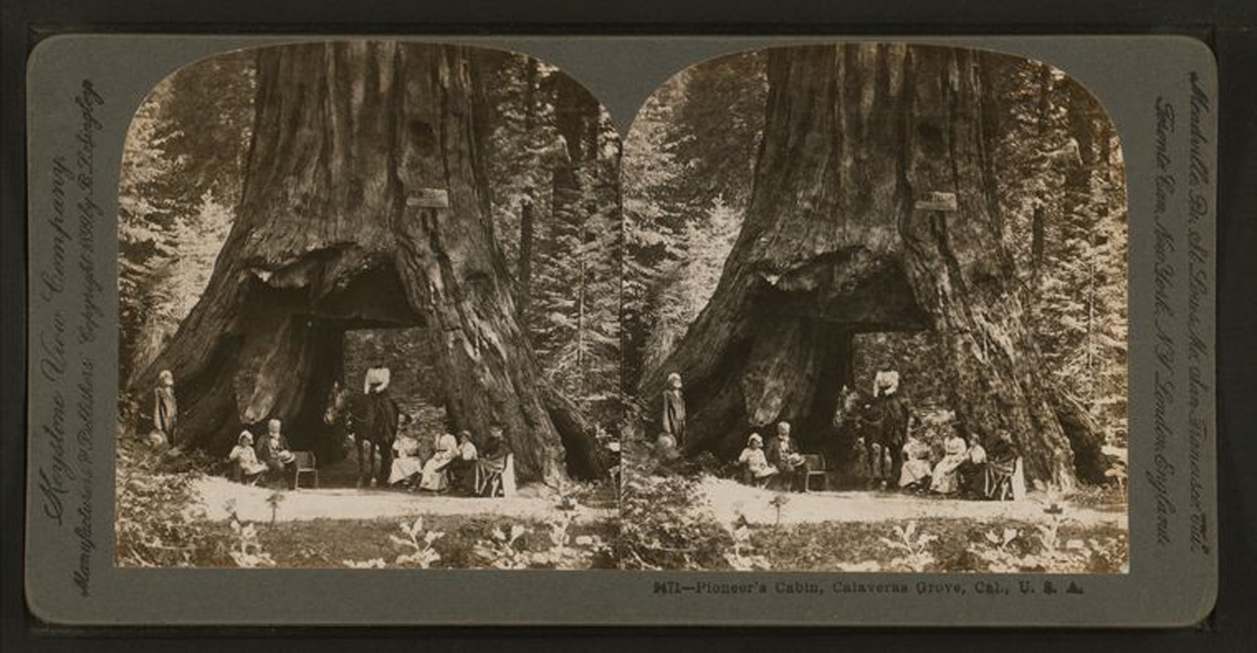 A 1899 stereograph shows the Pioneer Cabin sequoia in Calaveras Grove, California.