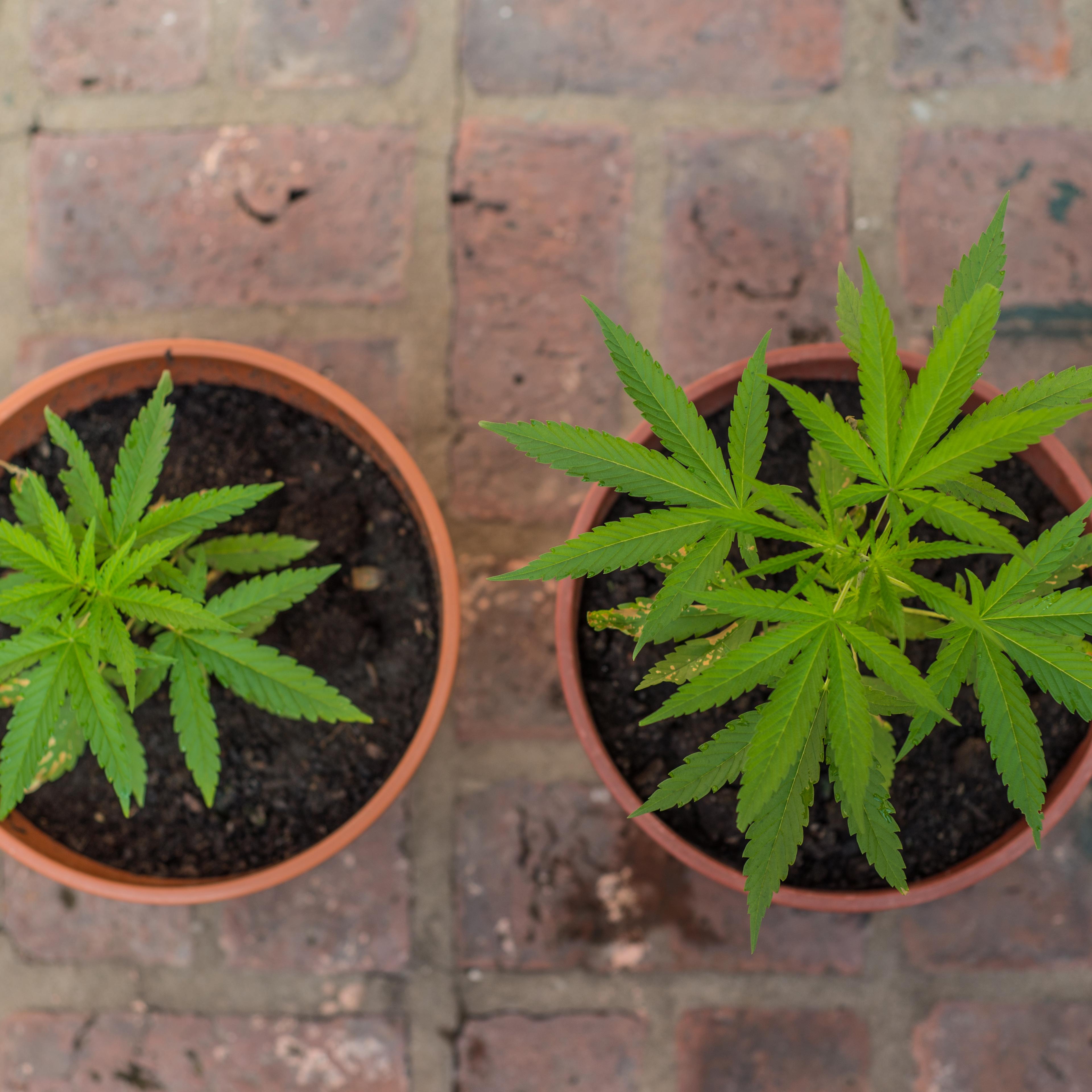 canada medical marijuana grow at home