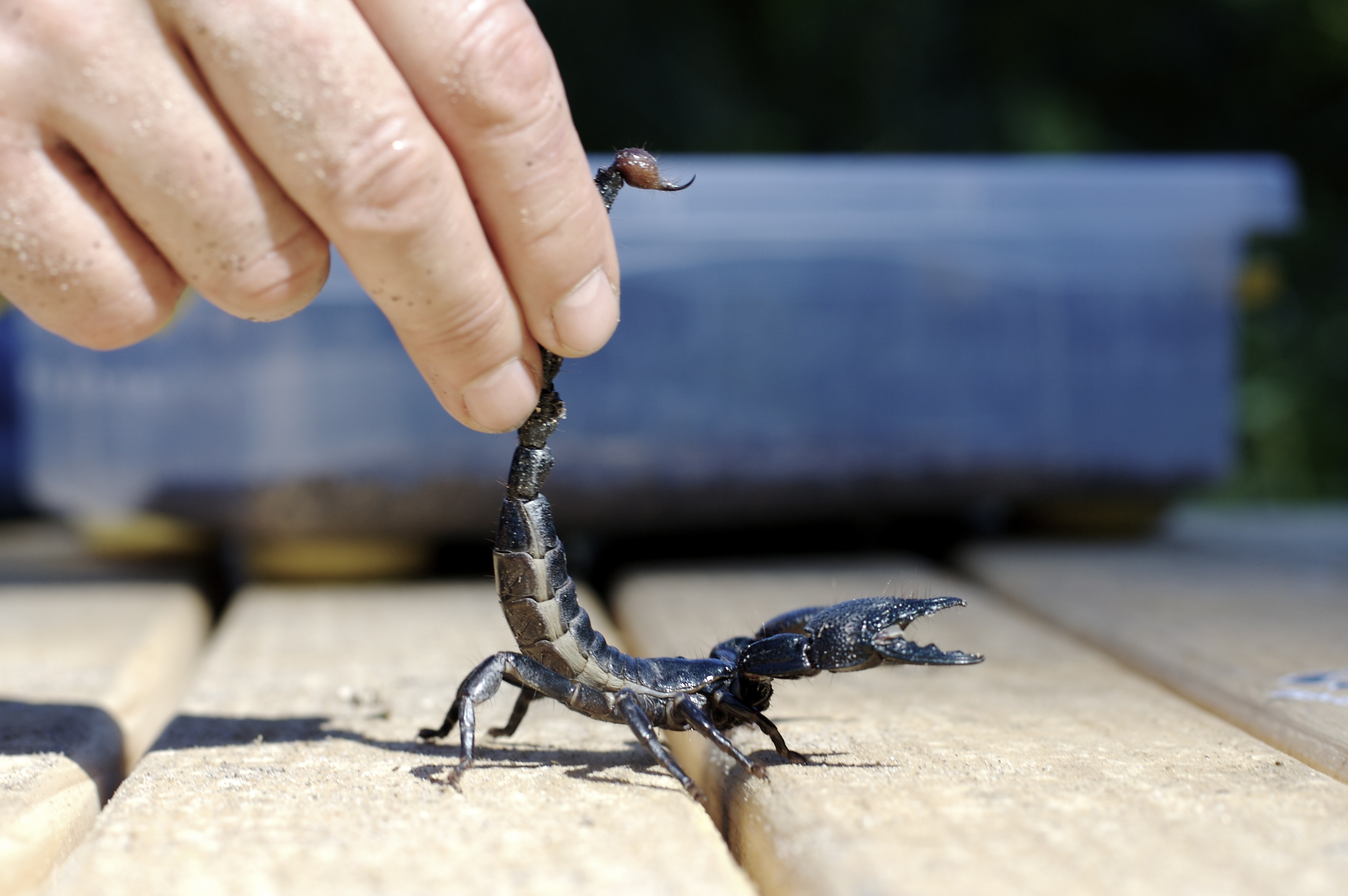 Scorpion