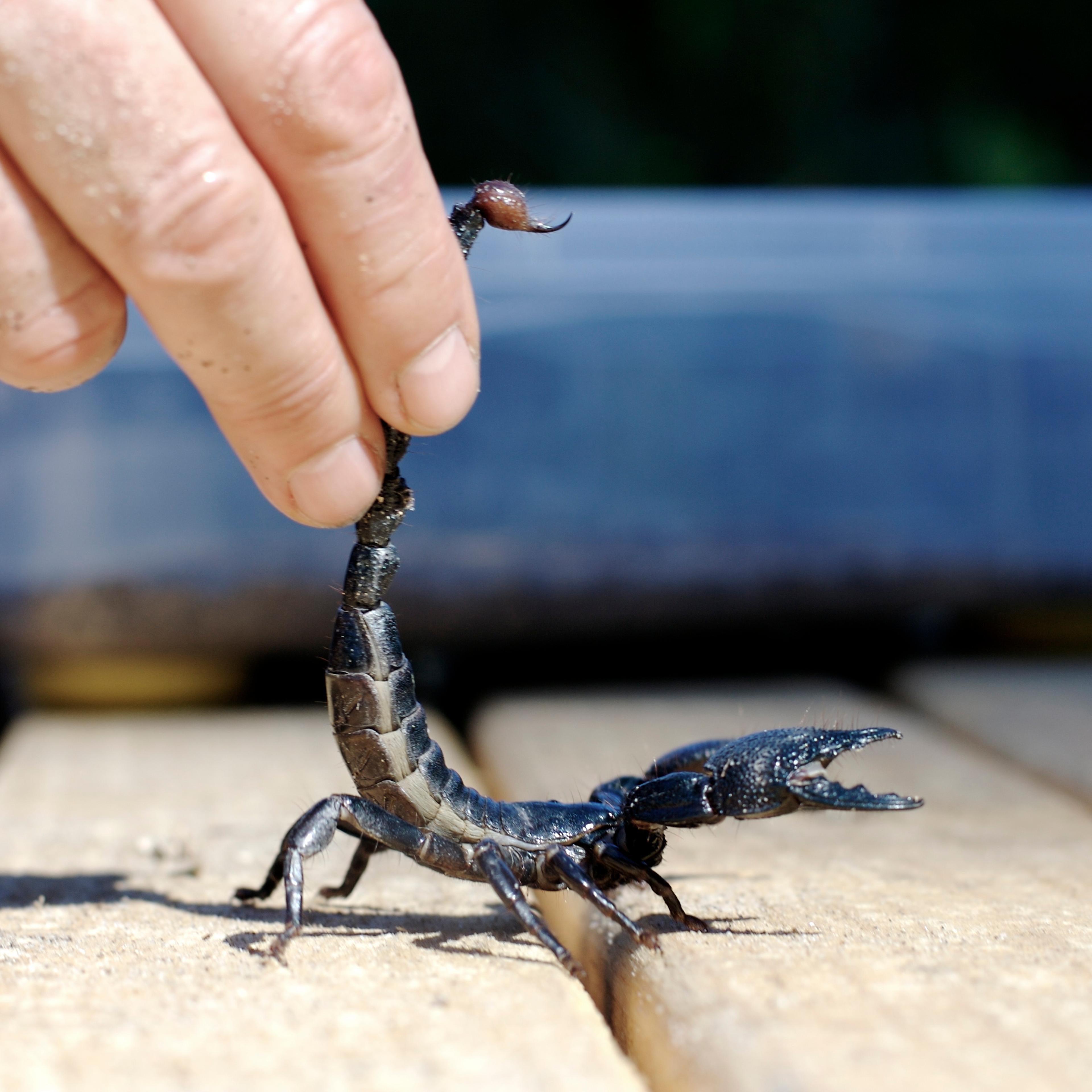 Scorpion