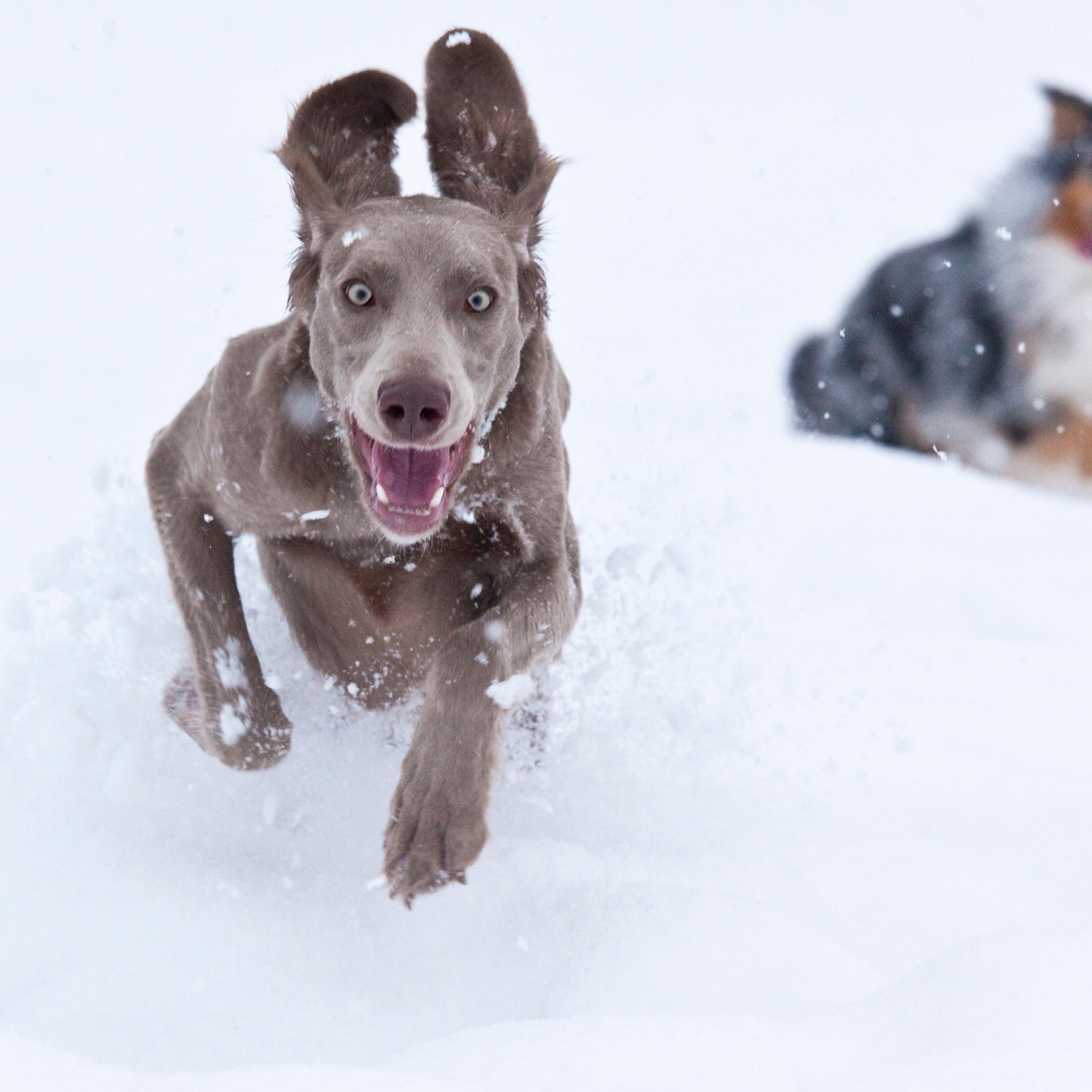 Dogs in Deep Powder Snow