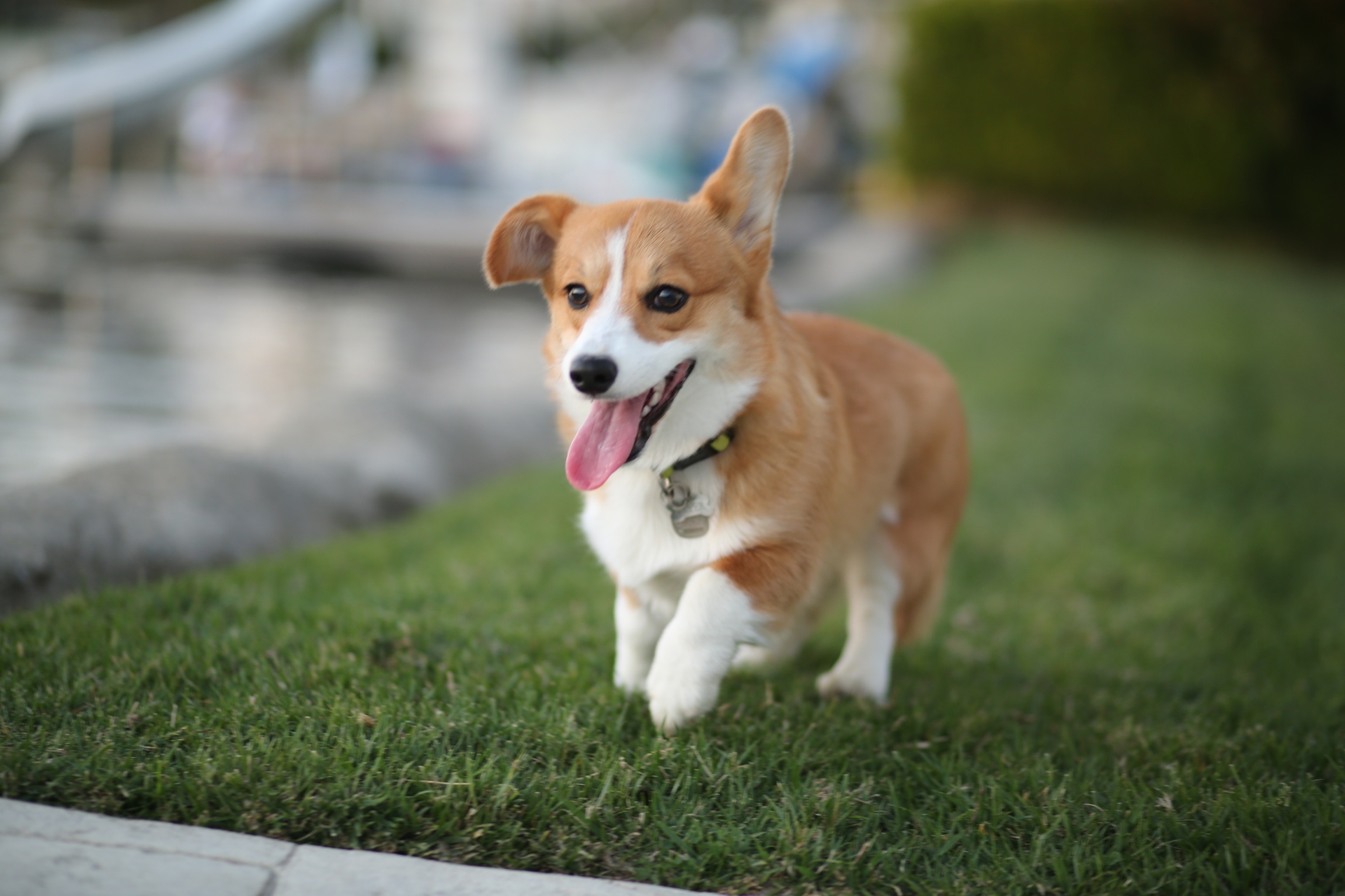 Walking the Dog