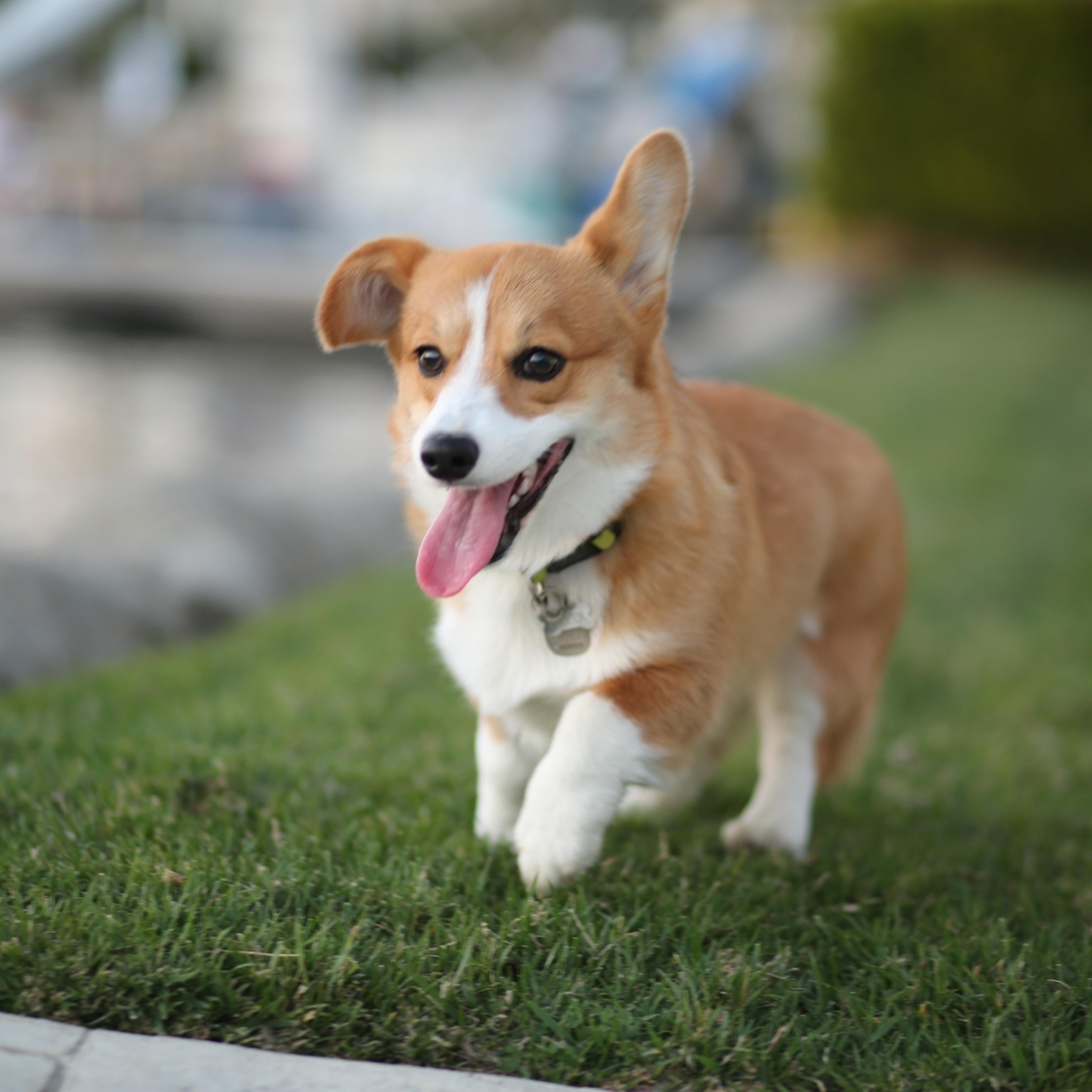 Walking the Dog