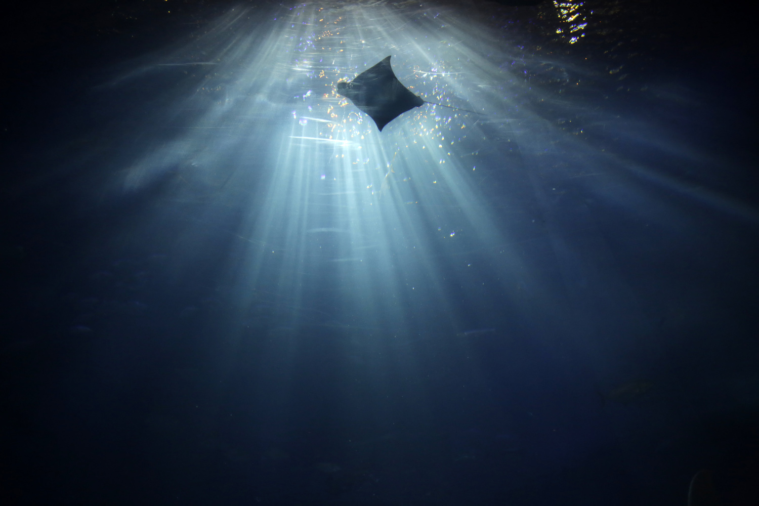 APTOPIX Japan Aquarium