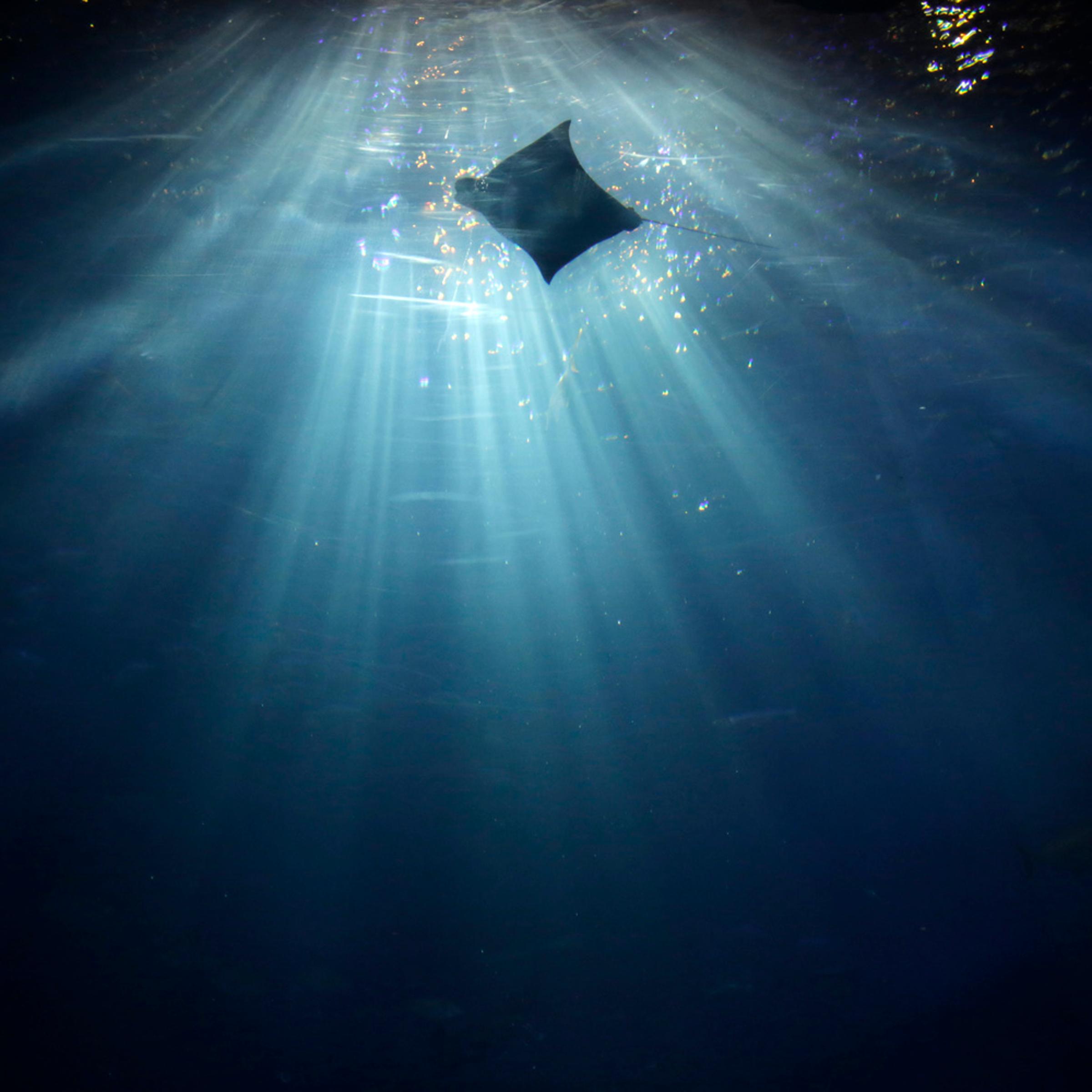 APTOPIX Japan Aquarium