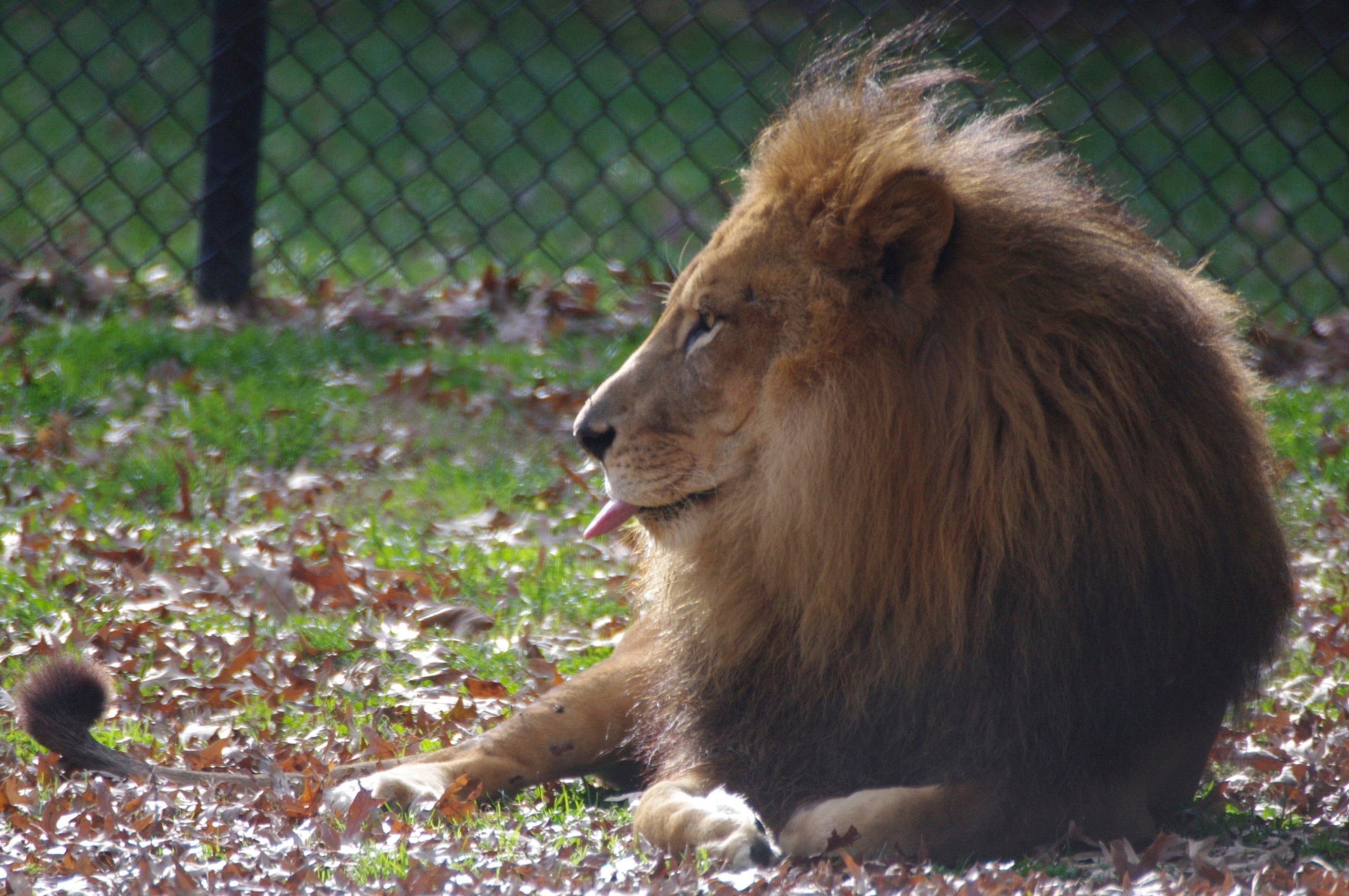 Lion Sticking Out Tongue At Zoo