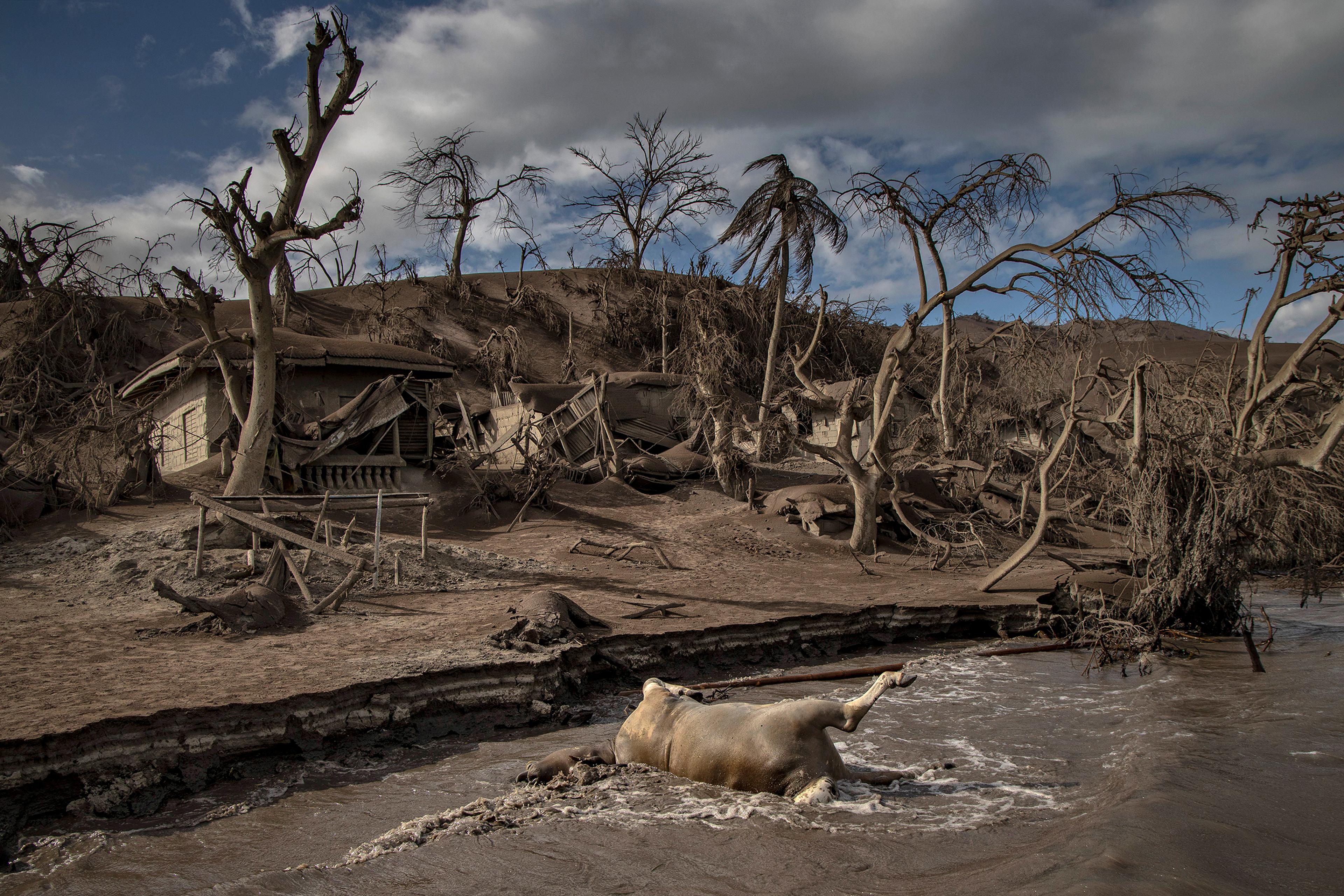 A dead cow rests on the shore as other remains of horses, trees and houses are buried in ash on the island.