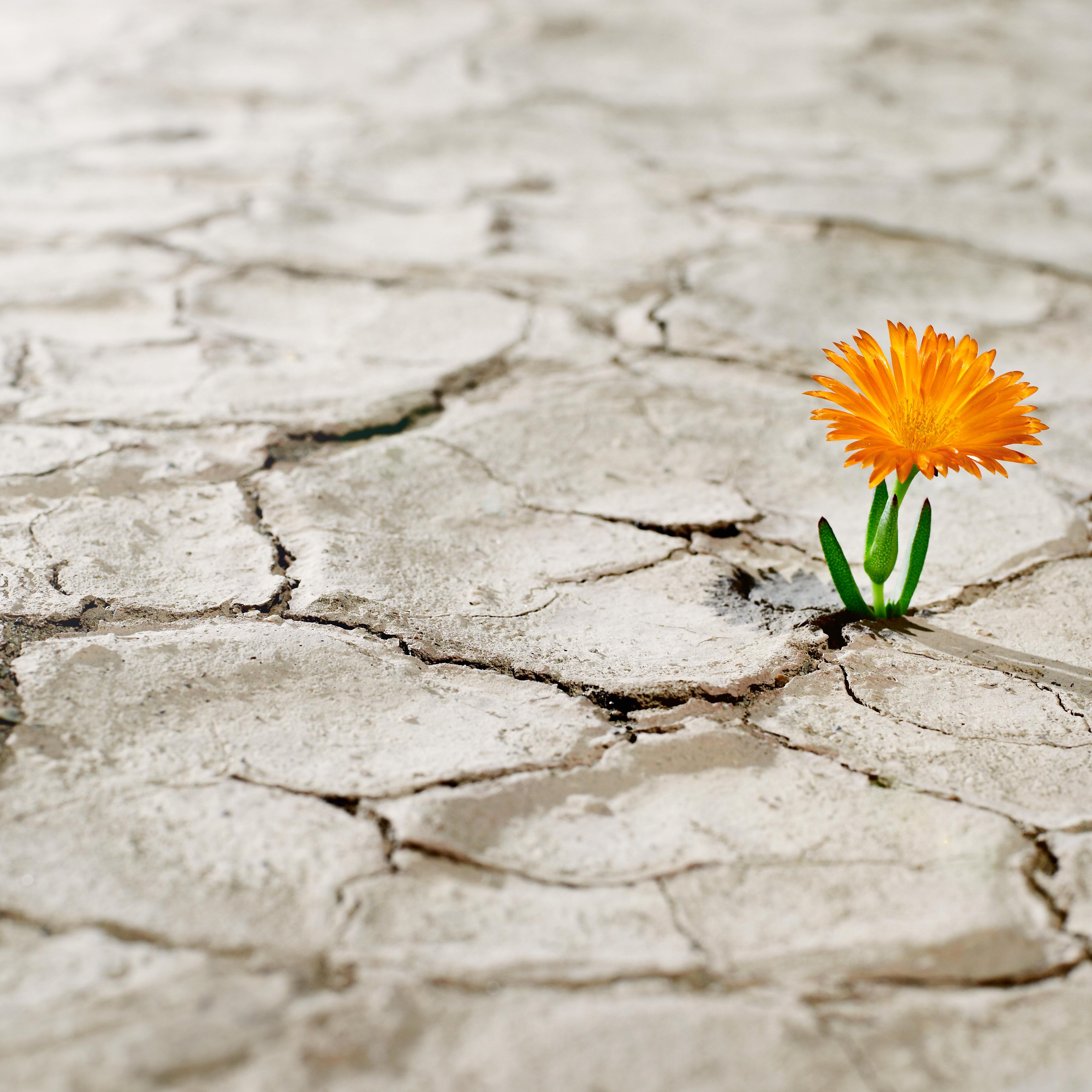 Flower coming out of cracked desert earth.