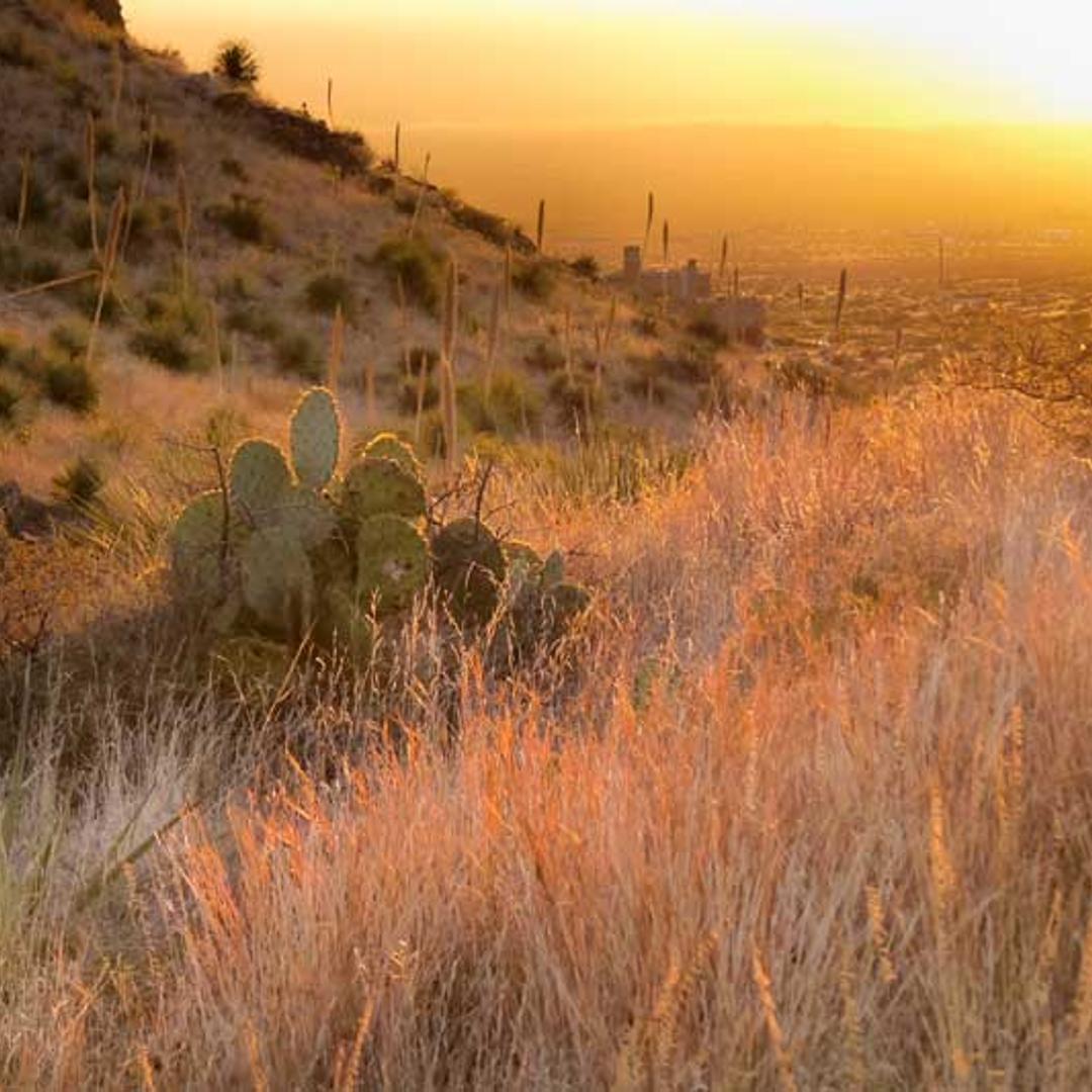 Organ Mountains-Designation