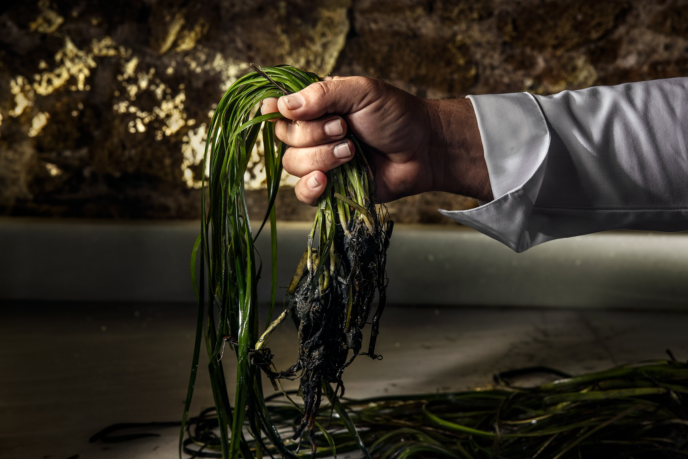 A Chef's Ambitious Quest to Harvest Rice From the Sea