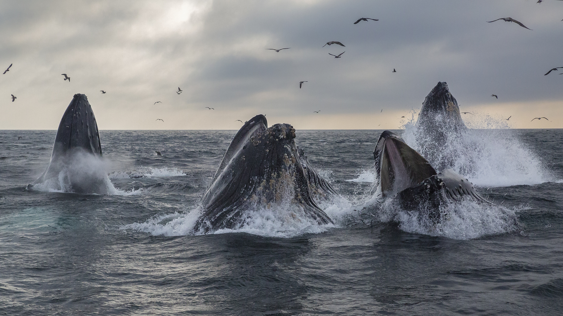 Humpback Whale