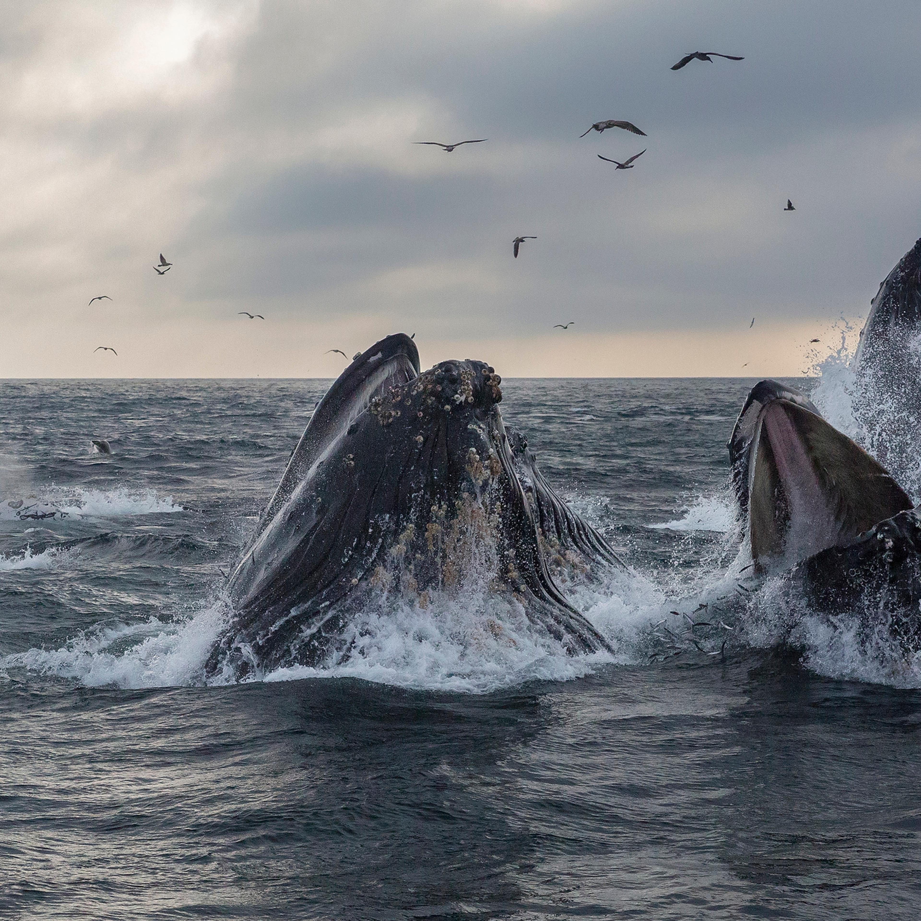 Humpback Whale