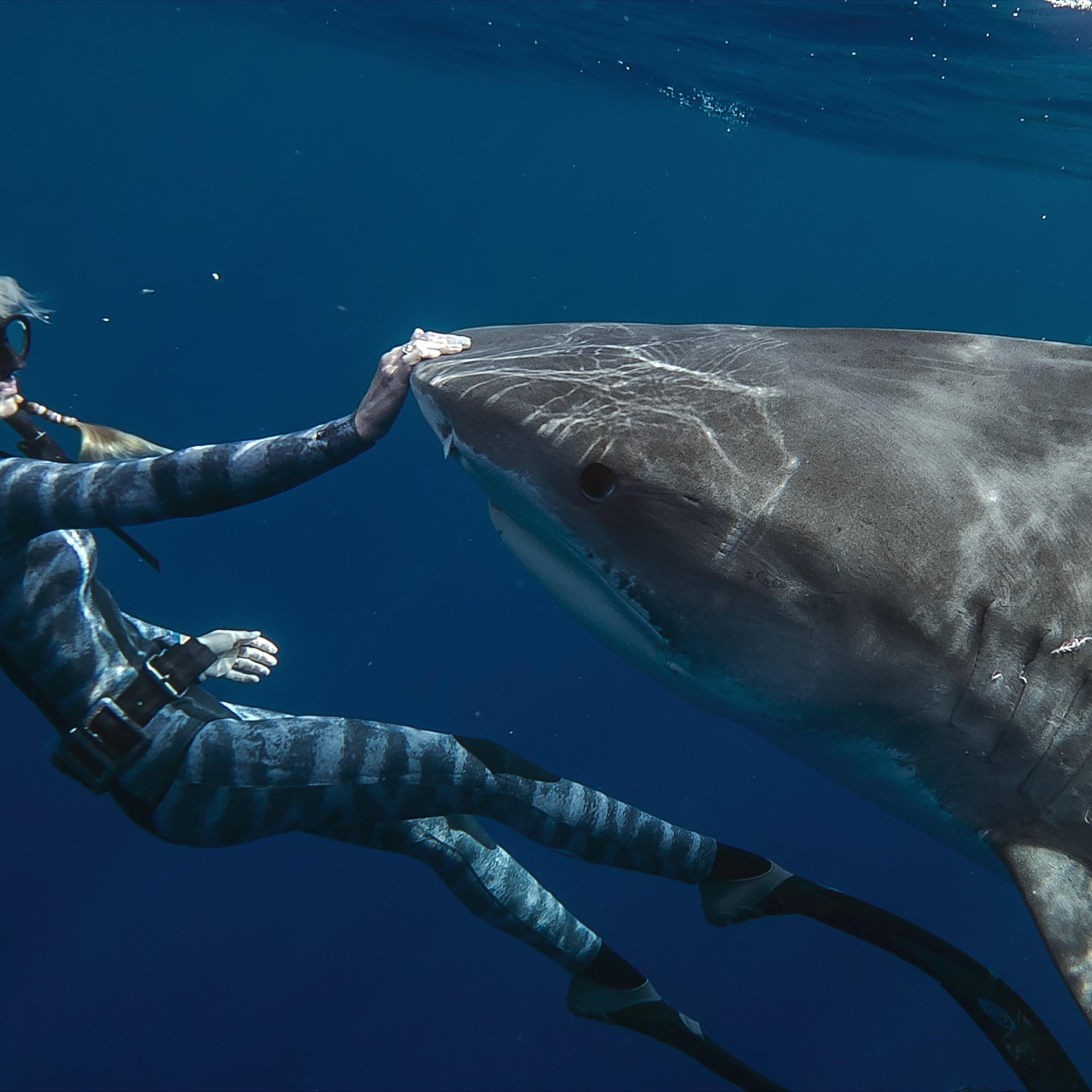 Shark Whisperer