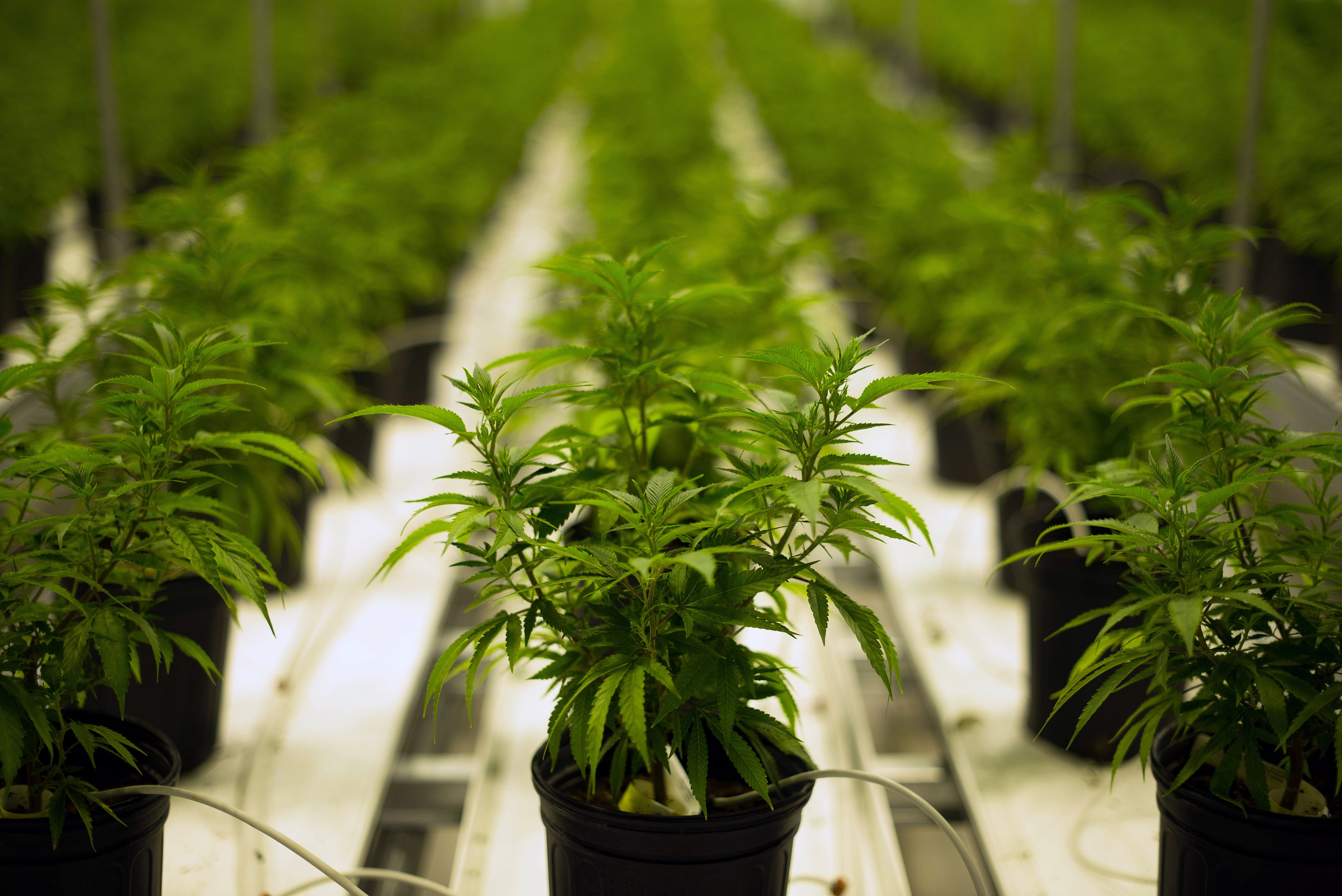 Operations Inside The Tweed Inc. Production Facility As Trudeau Win Signals Gains For Marijuana Stocks