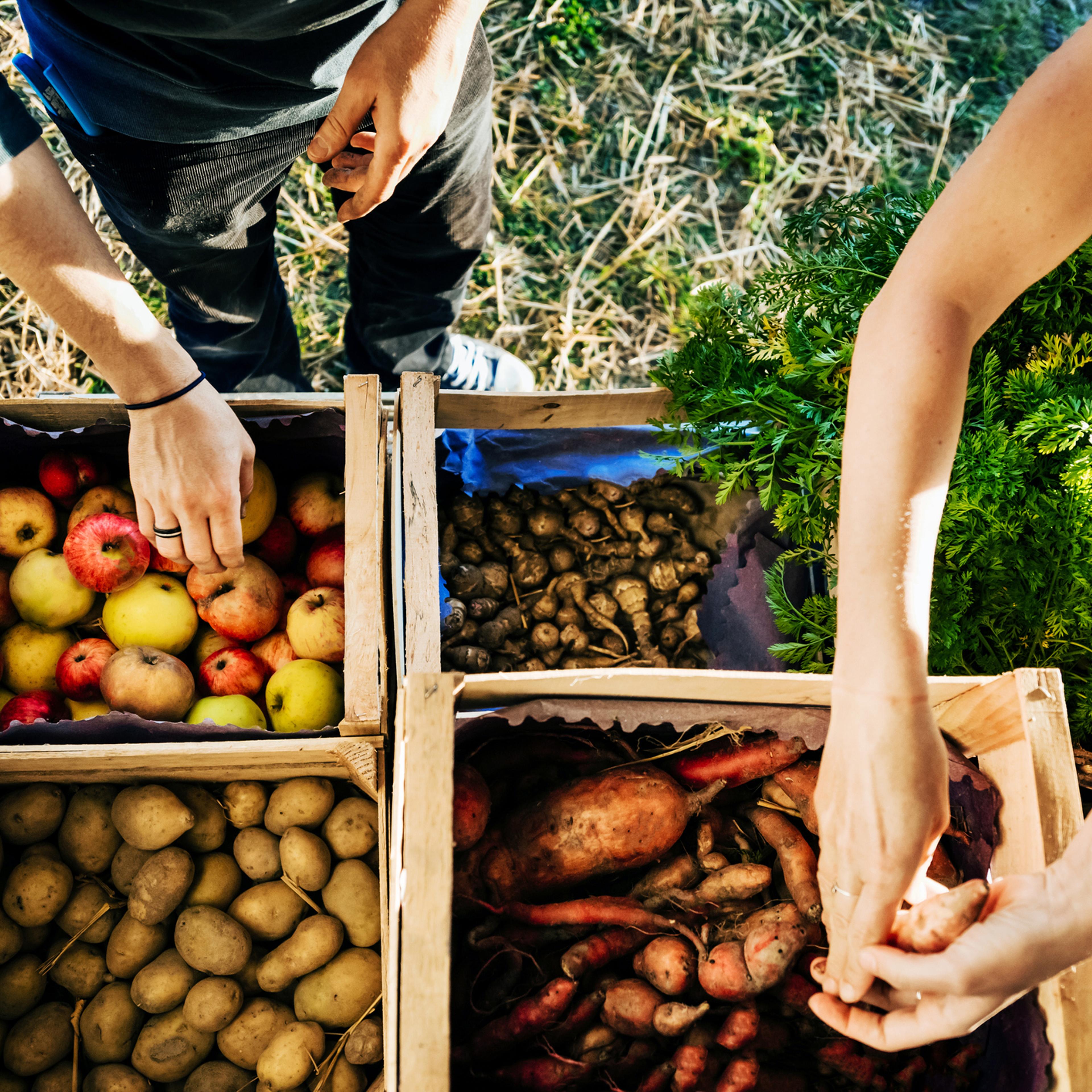 Urban Farmers Organising Crates Of Fruits And Vegetables On Truck