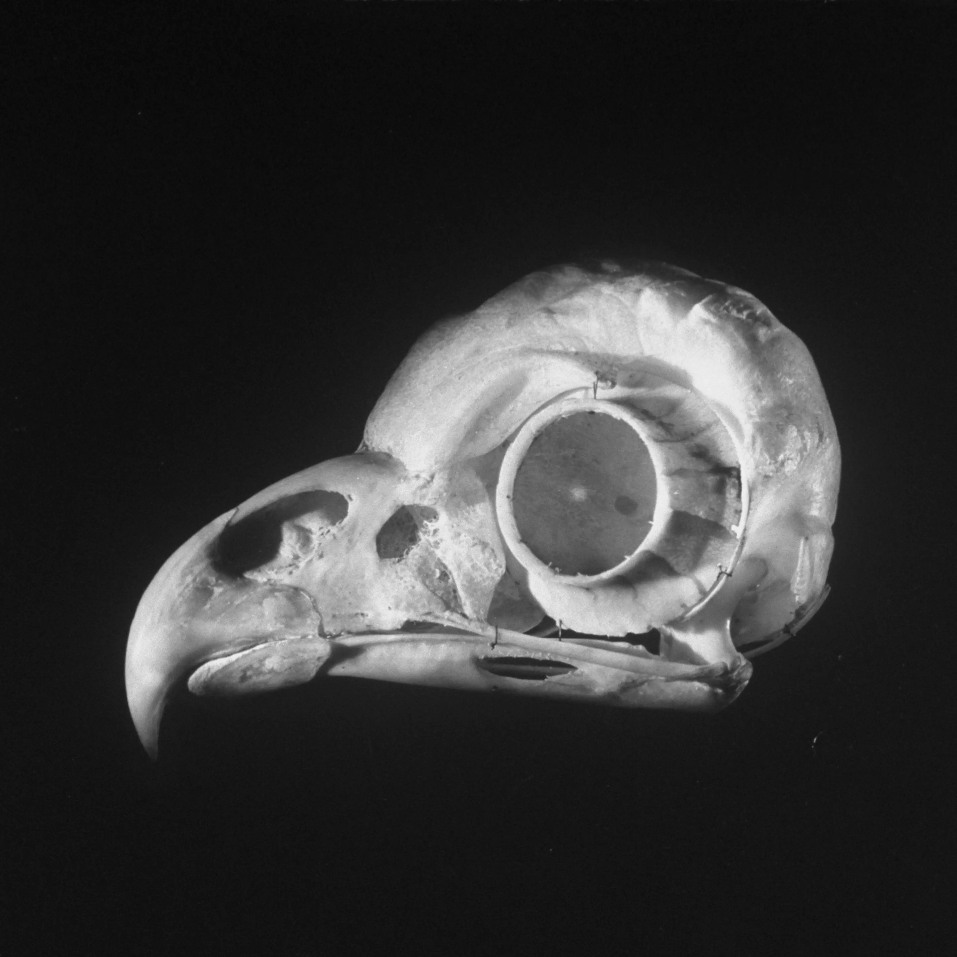 An owl's skull, 1951.
