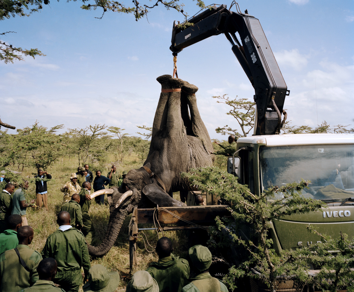 DC 050.52 001 elephant relocation # I, ol pejeta conservancy, no
