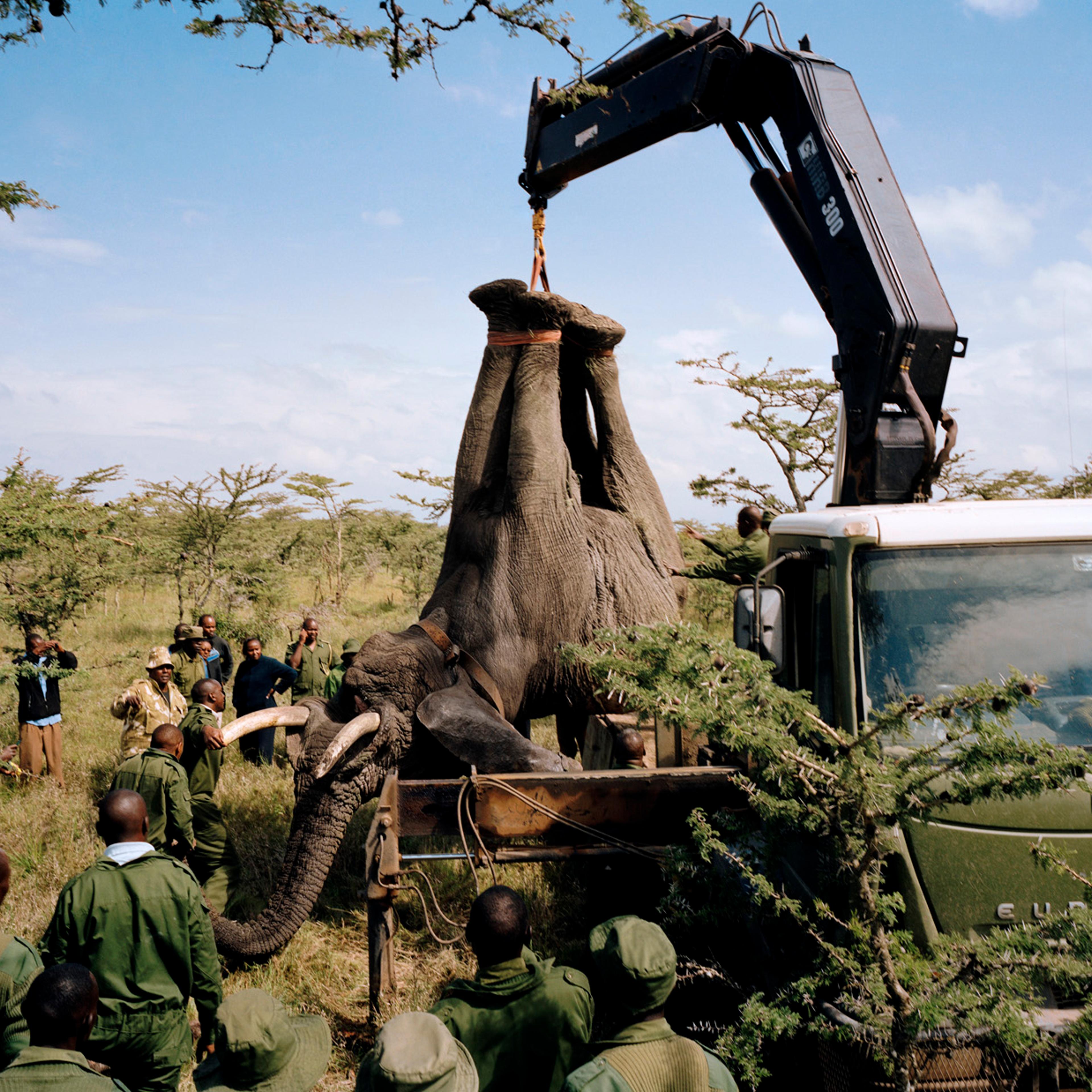 DC 050.52 001 elephant relocation # I, ol pejeta conservancy, no