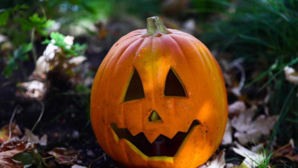 Why You Shouldn't Toss Your Old Halloween Pumpkins In The Trash - Time Magazine