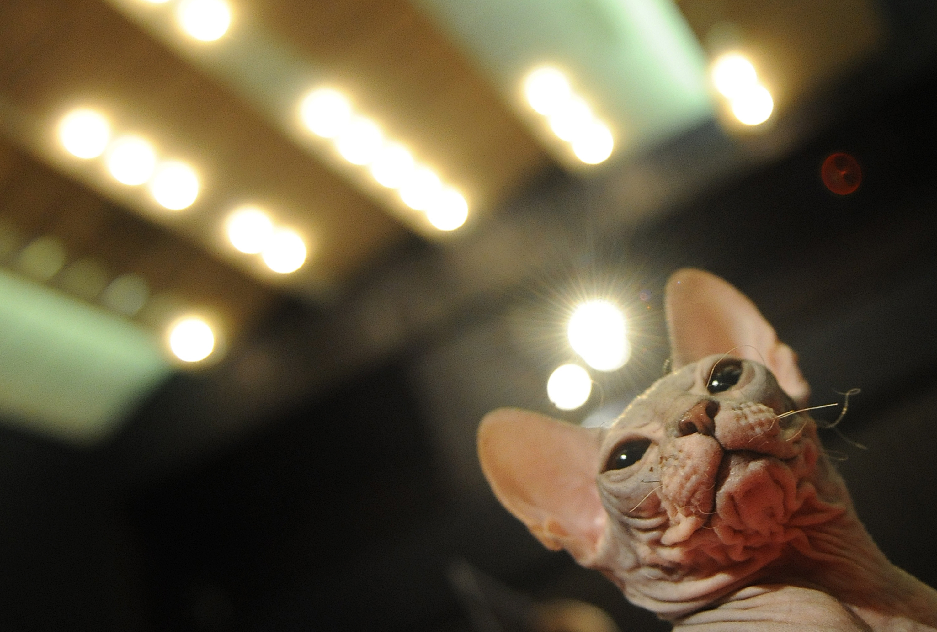 Xherdan Naked Cat looks like a brain