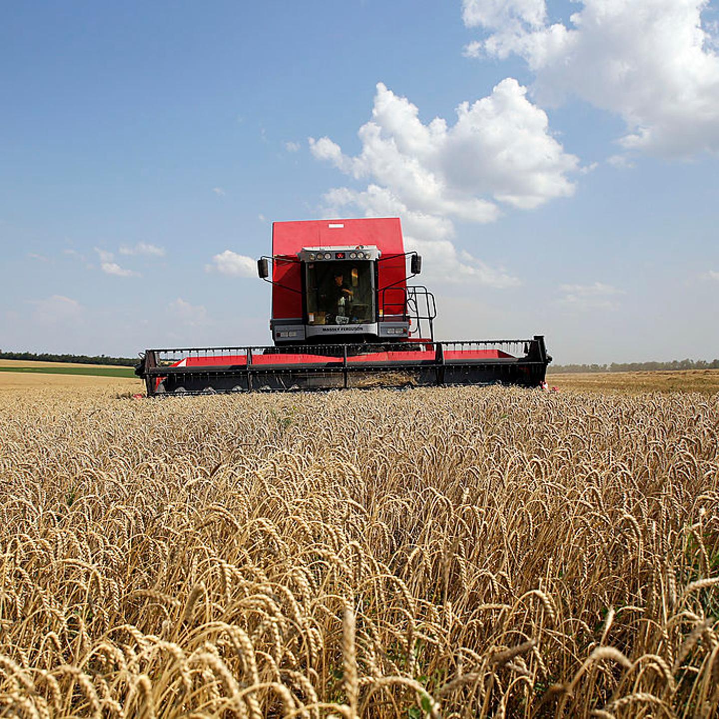 Wheat Harvest By Ukrainian Grain Exporter ZAT Nibulon
