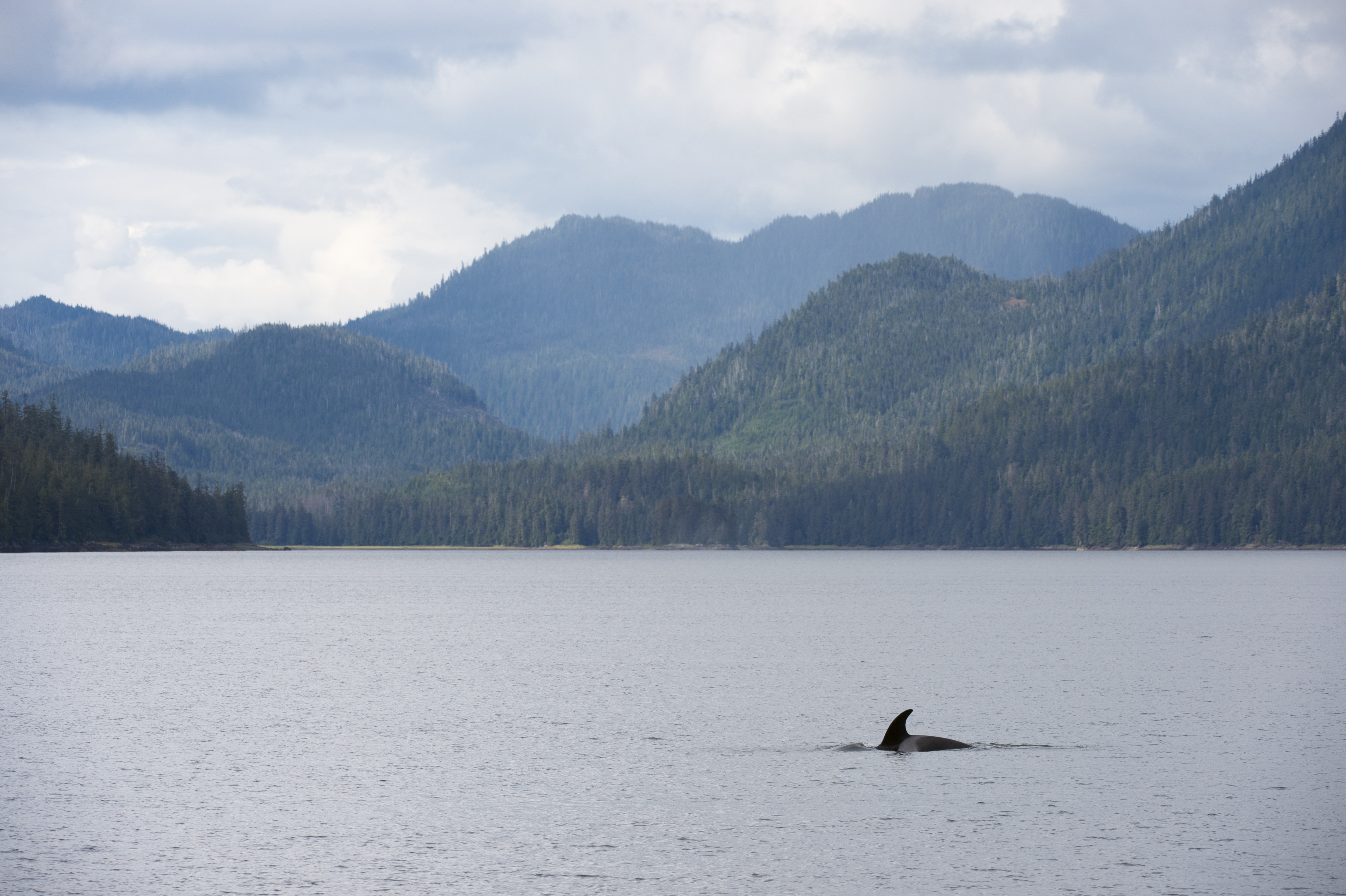 ALASKA, UNITED STATES - 2015/08/24: Orca (Killer whale) off Wrangell Island, in Southeast Alaska, USA. (Photo by Wolfgang Kaehler/LightRocket via Getty Images)