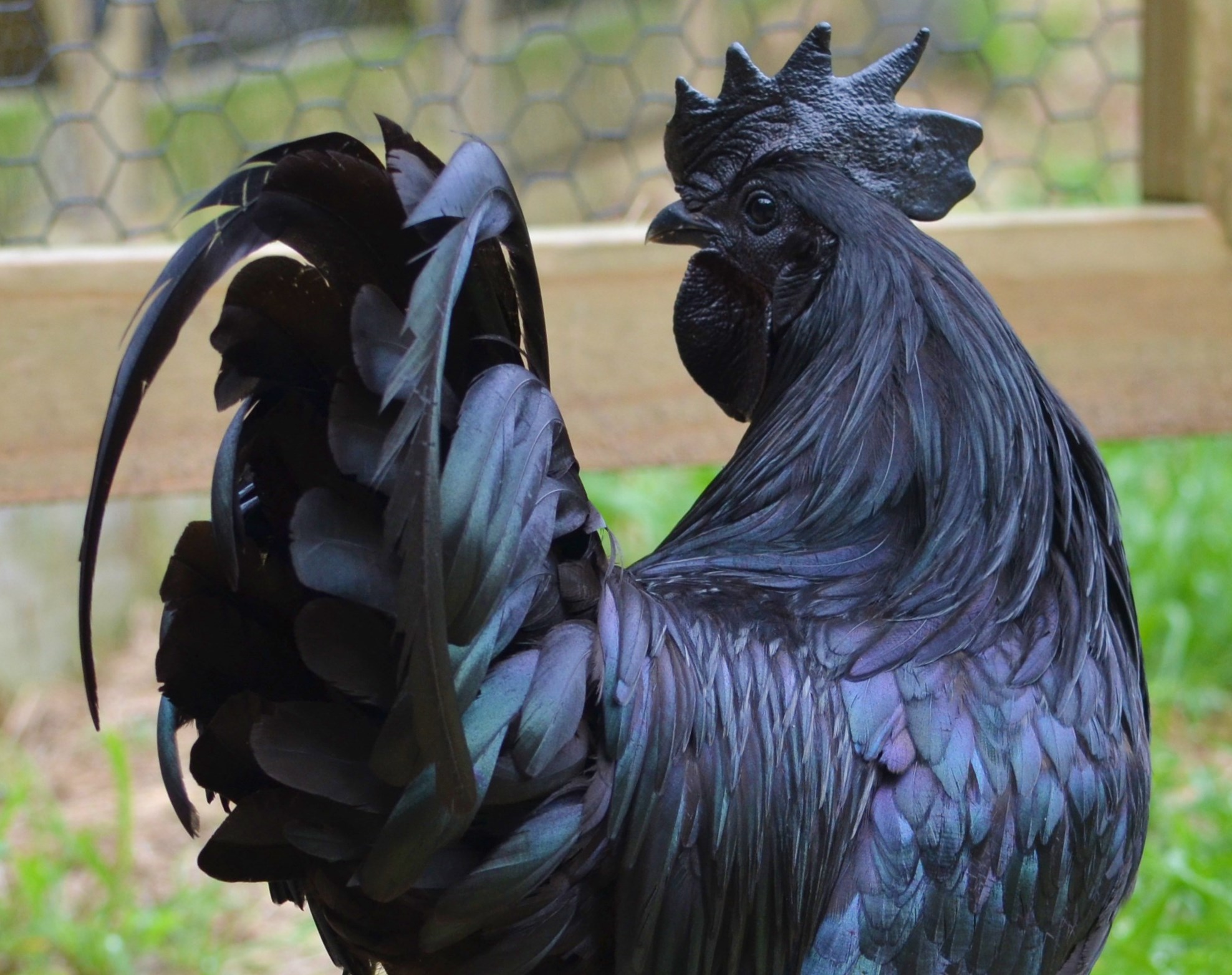 This Rare Chicken