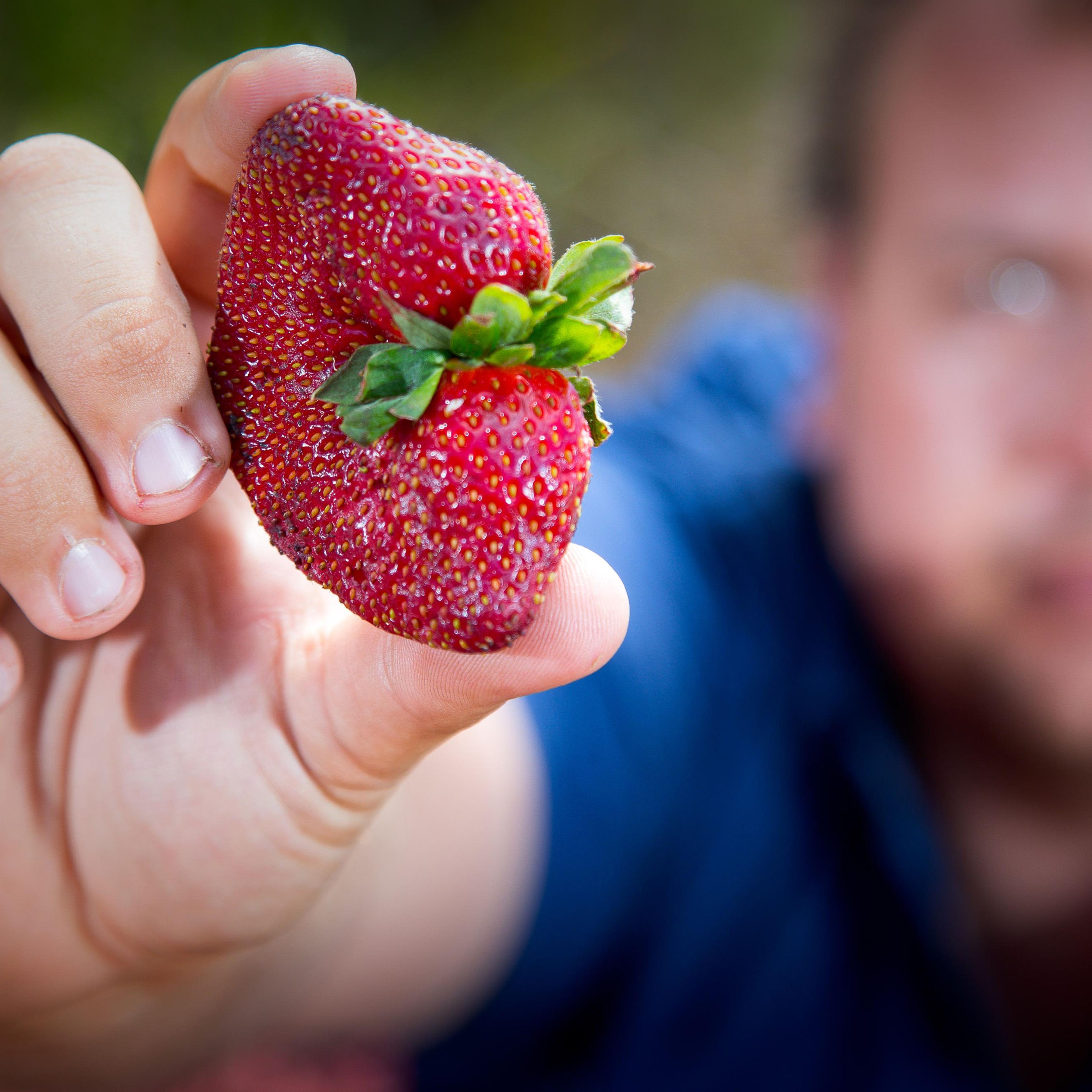 AUSTRALIA-CRIME-FRUIT
