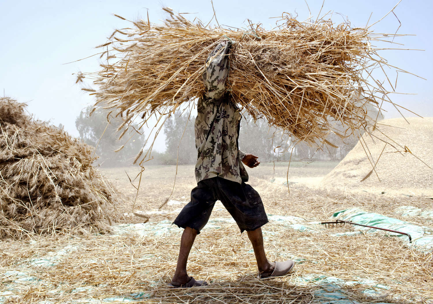 Nutrient levels will fall as CO2 rises