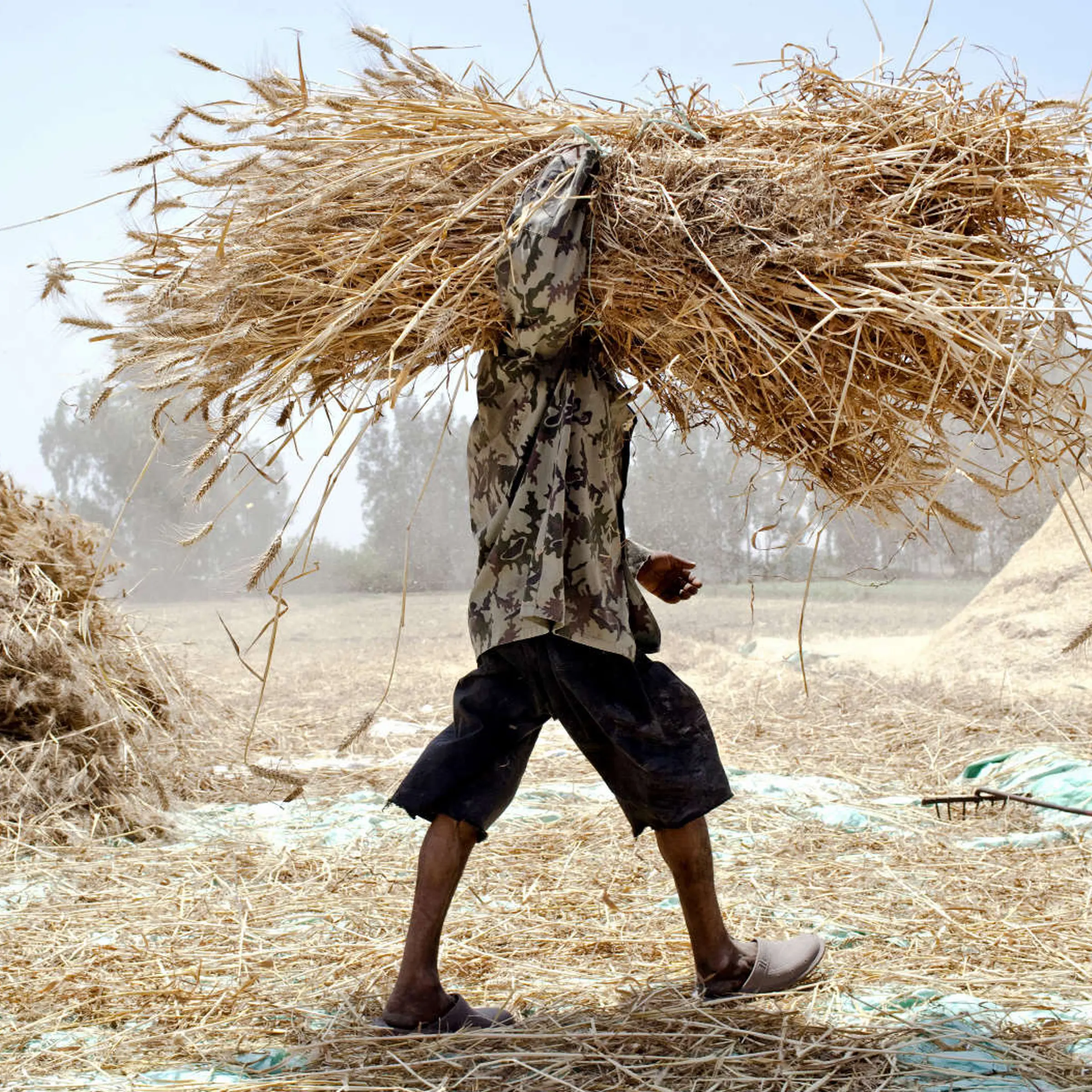 Nutrient levels will fall as CO2 rises