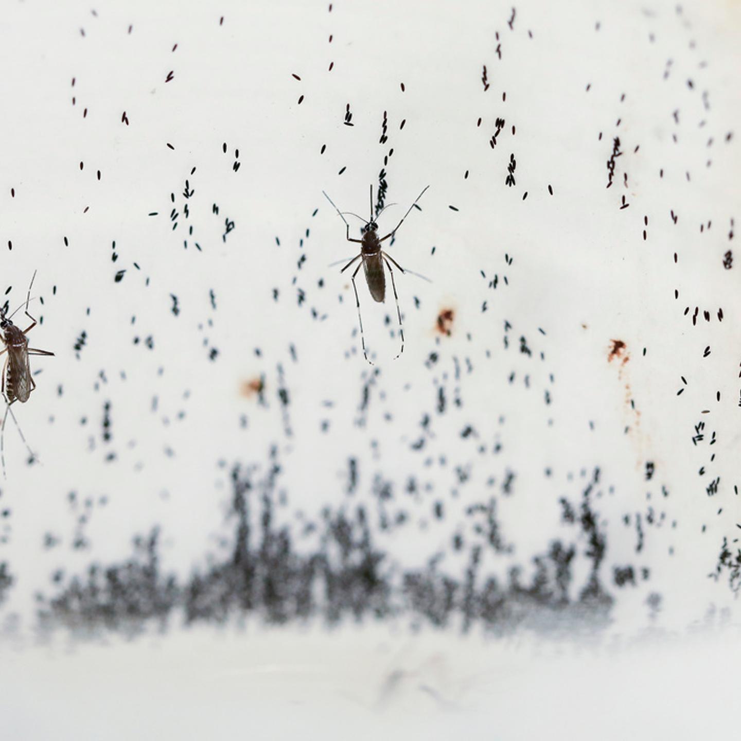 Dengue Fever