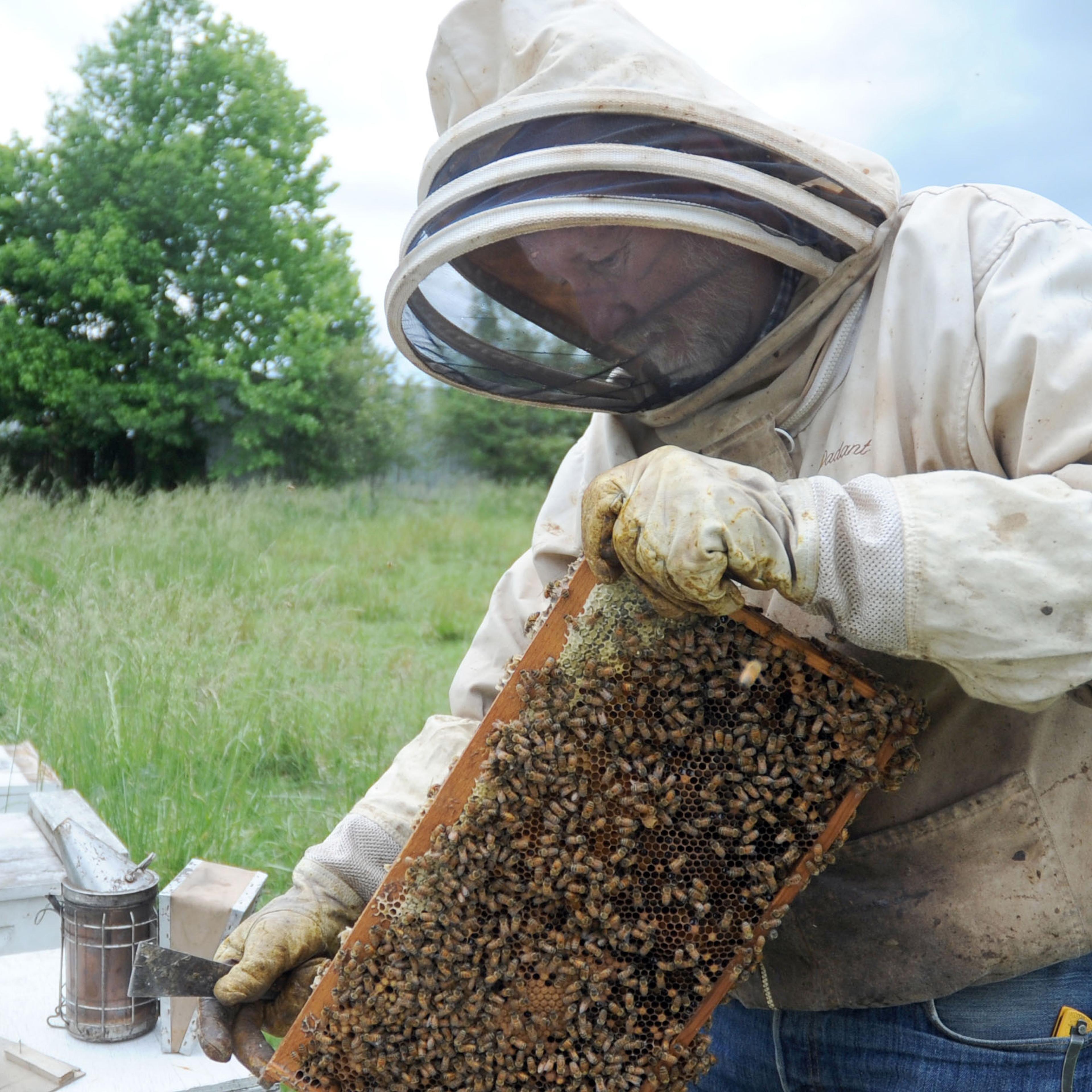 Exchange Busy Beekeeper