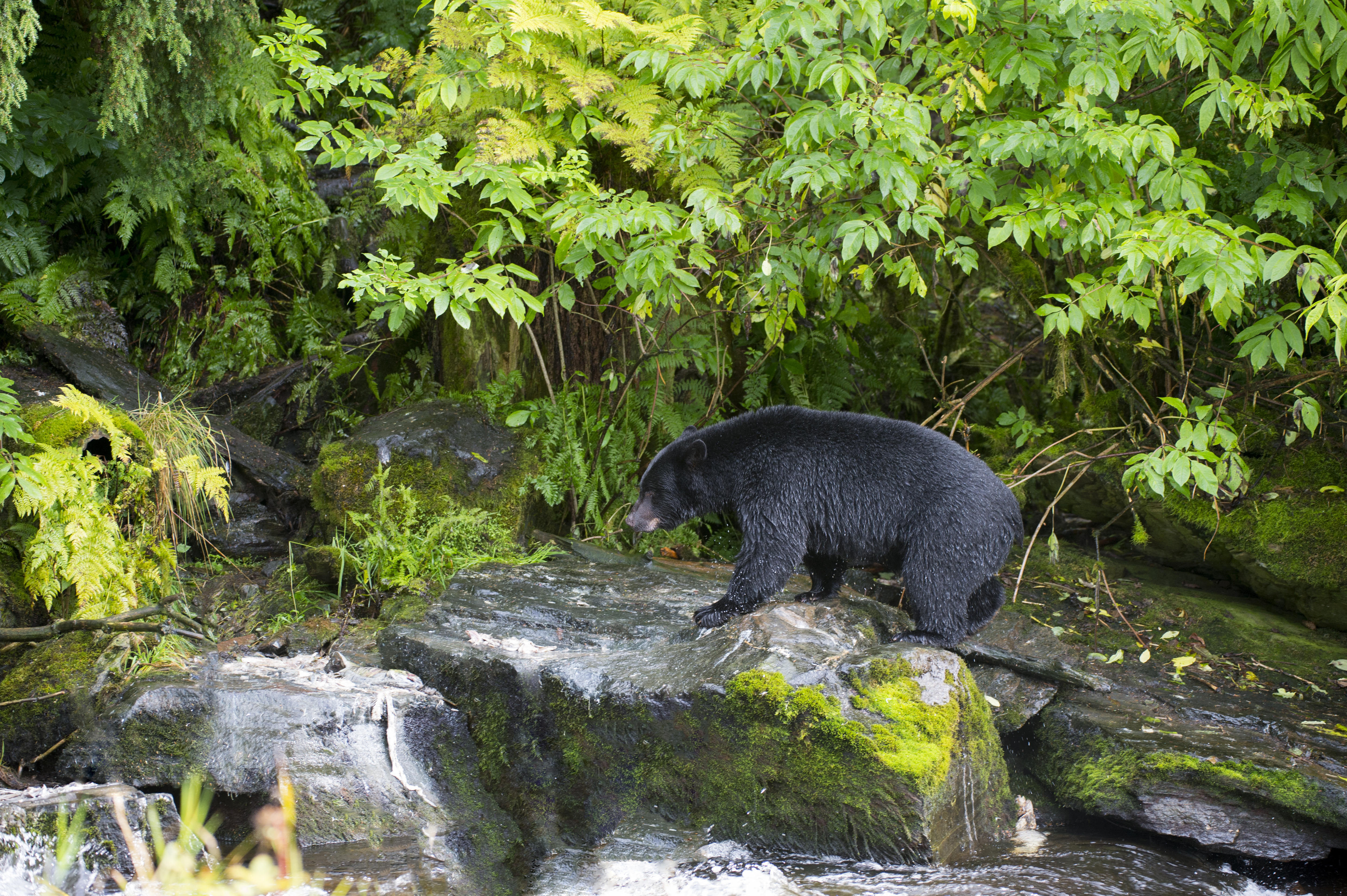 American black bear (Ursus americanus) looking for salmon at