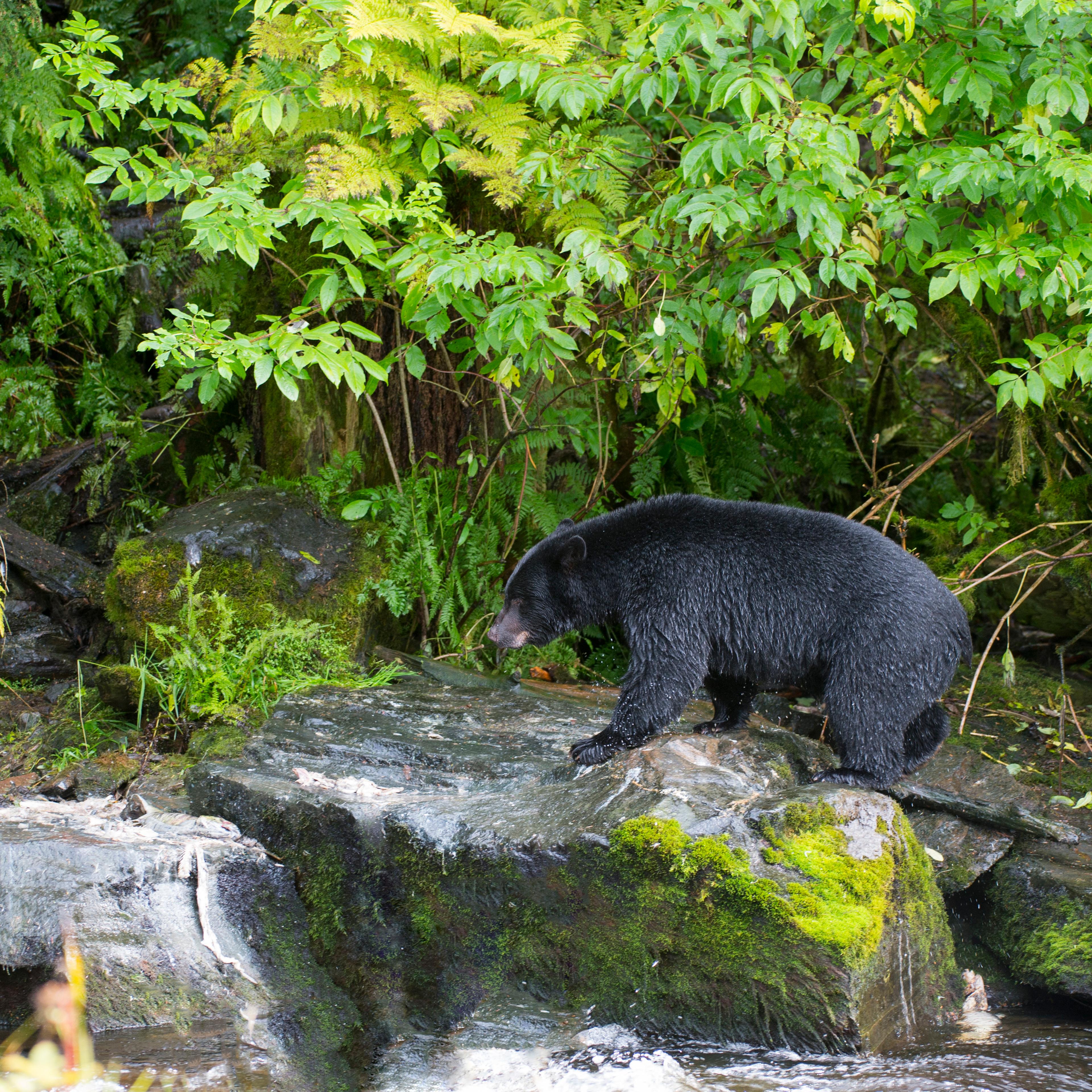 American black bear (Ursus americanus) looking for salmon at