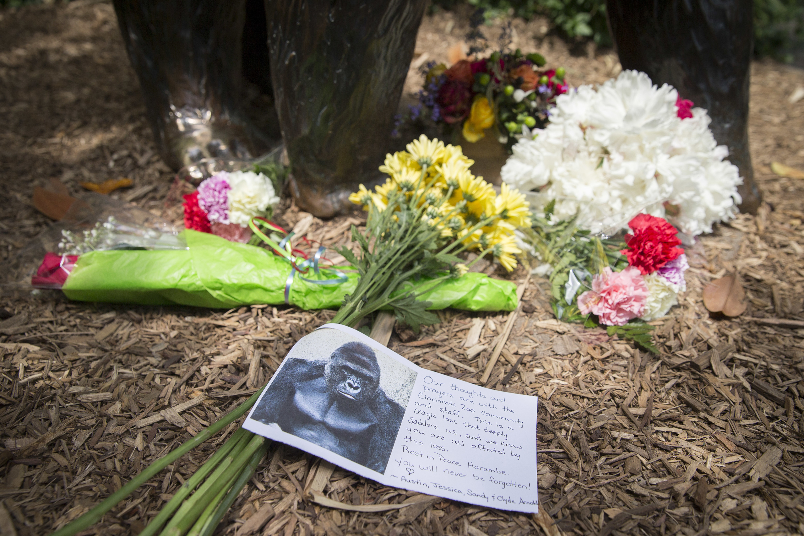 A sympathy card rests at the feet of a gorilla statue outside the Gorilla World exhibit at the Cincinnati Zoo & Botanical Garden, Sunday, May 29, 2016, in Cincinnati. On Saturday, a special zoo response team shot and killed Harambe, a 17-year-old gorilla