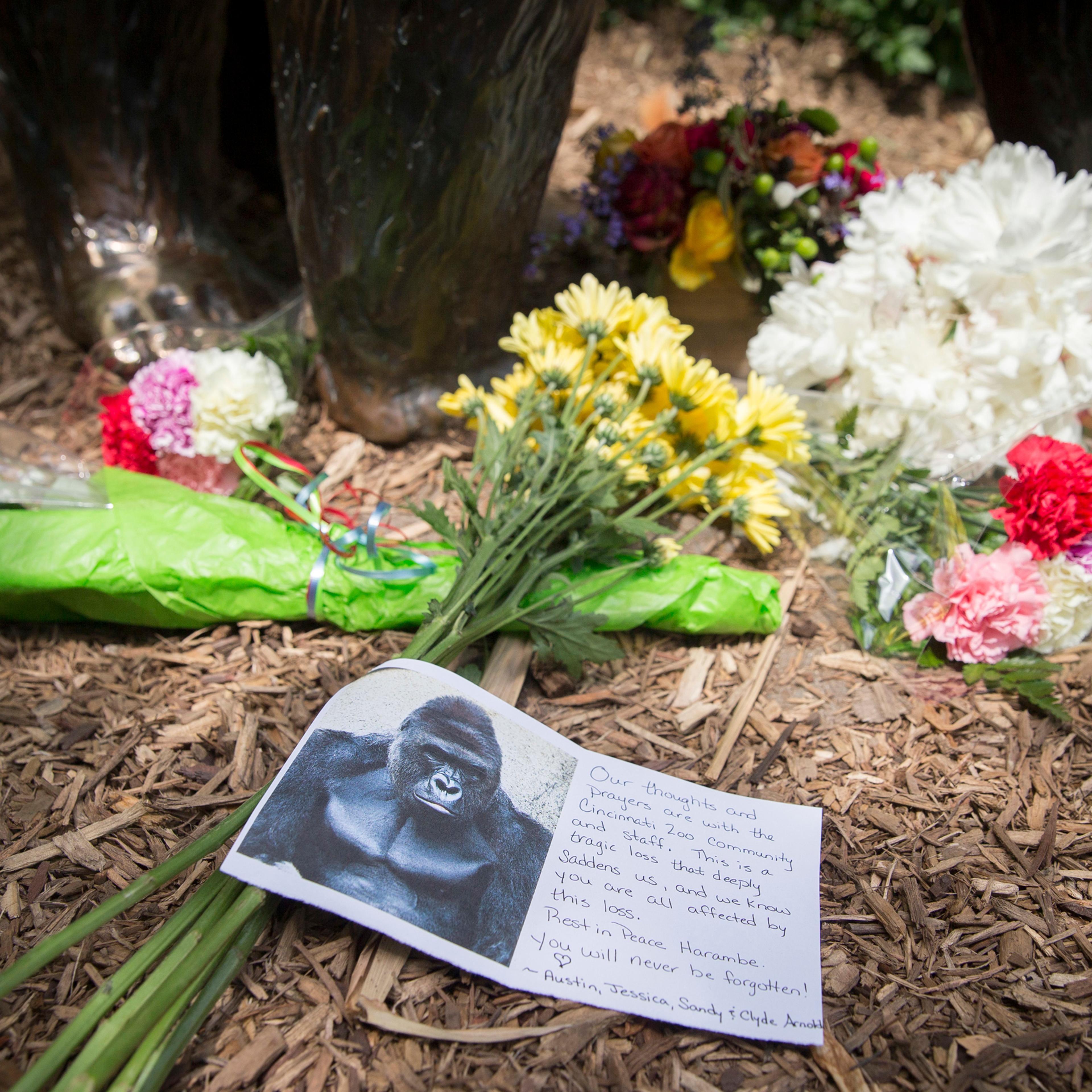 A sympathy card rests at the feet of a gorilla statue outside the Gorilla World exhibit at the Cincinnati Zoo & Botanical Garden, Sunday, May 29, 2016, in Cincinnati. On Saturday, a special zoo response team shot and killed Harambe, a 17-year-old gorilla