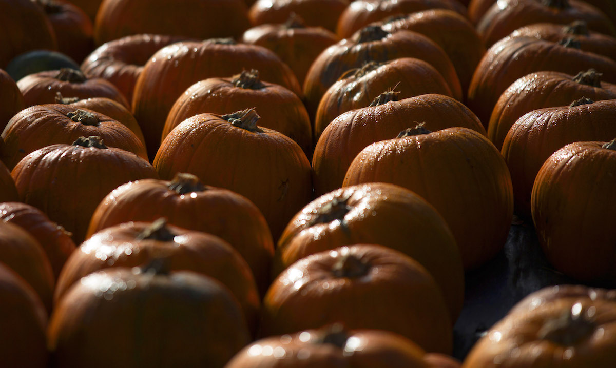 Halloween Preparation At A Pumpkin Farm