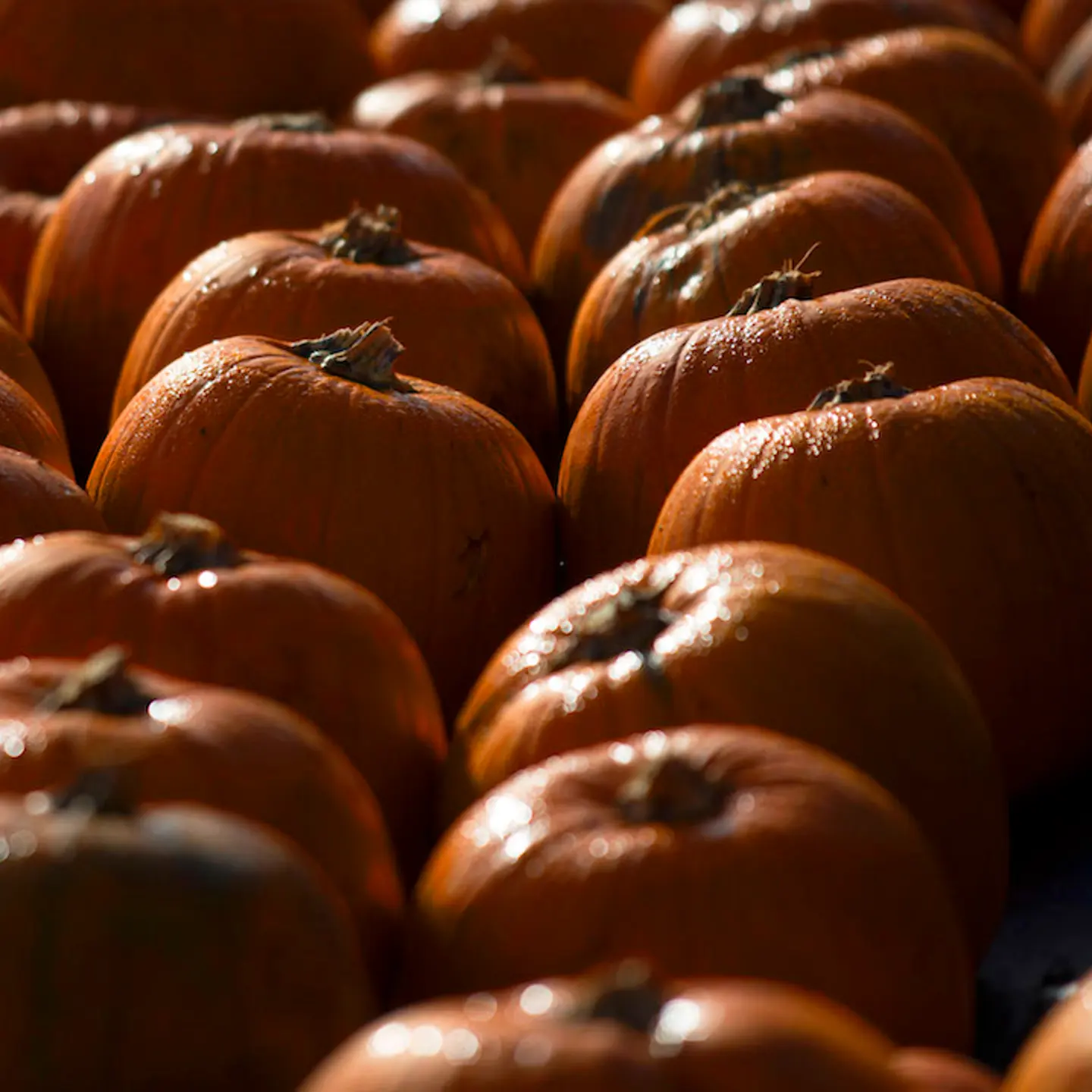 Halloween Preparation At A Pumpkin Farm