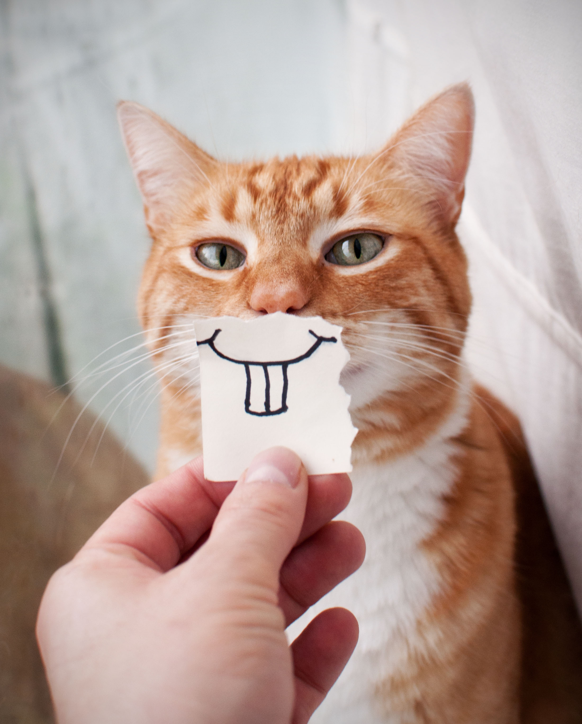 Funny cat