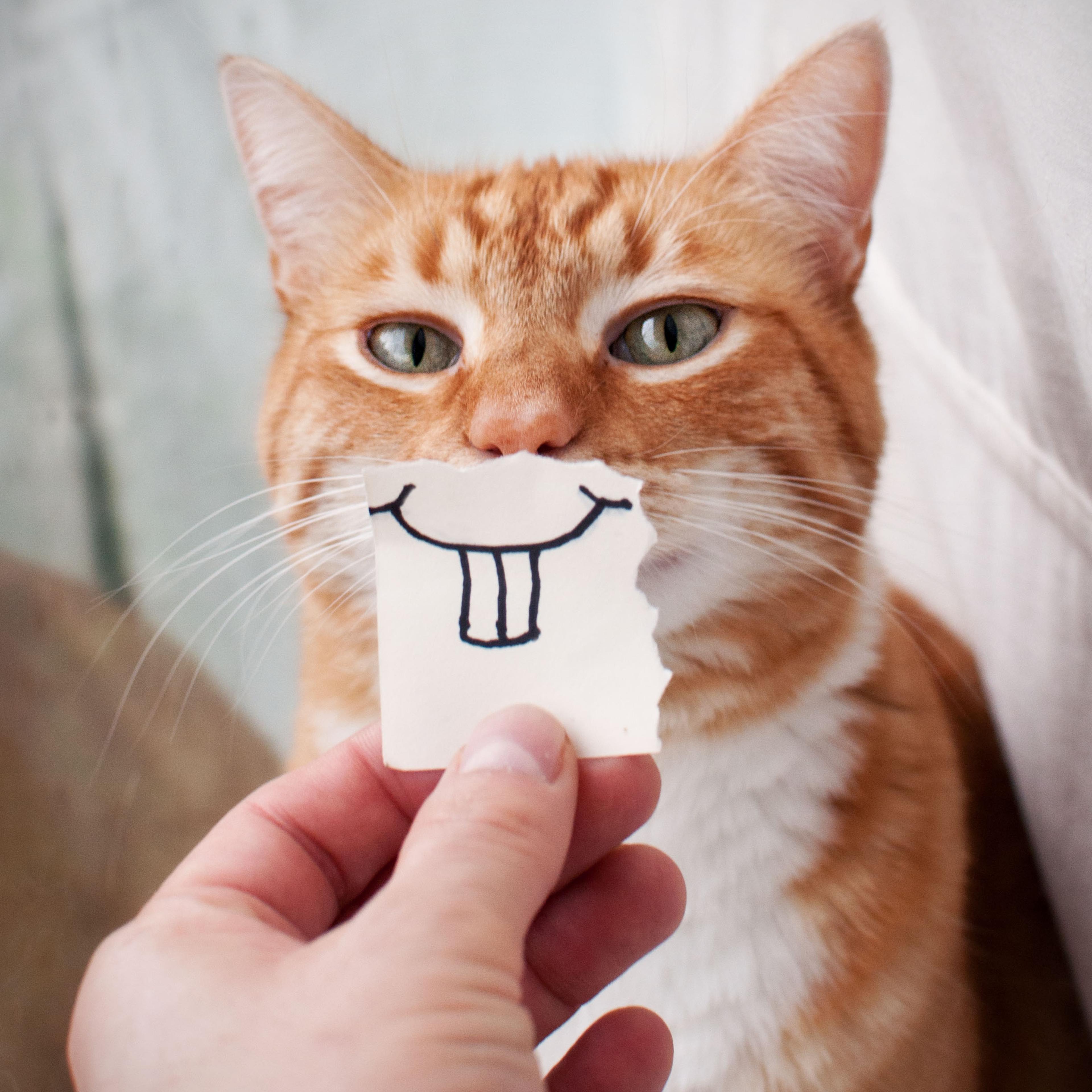 Funny cat