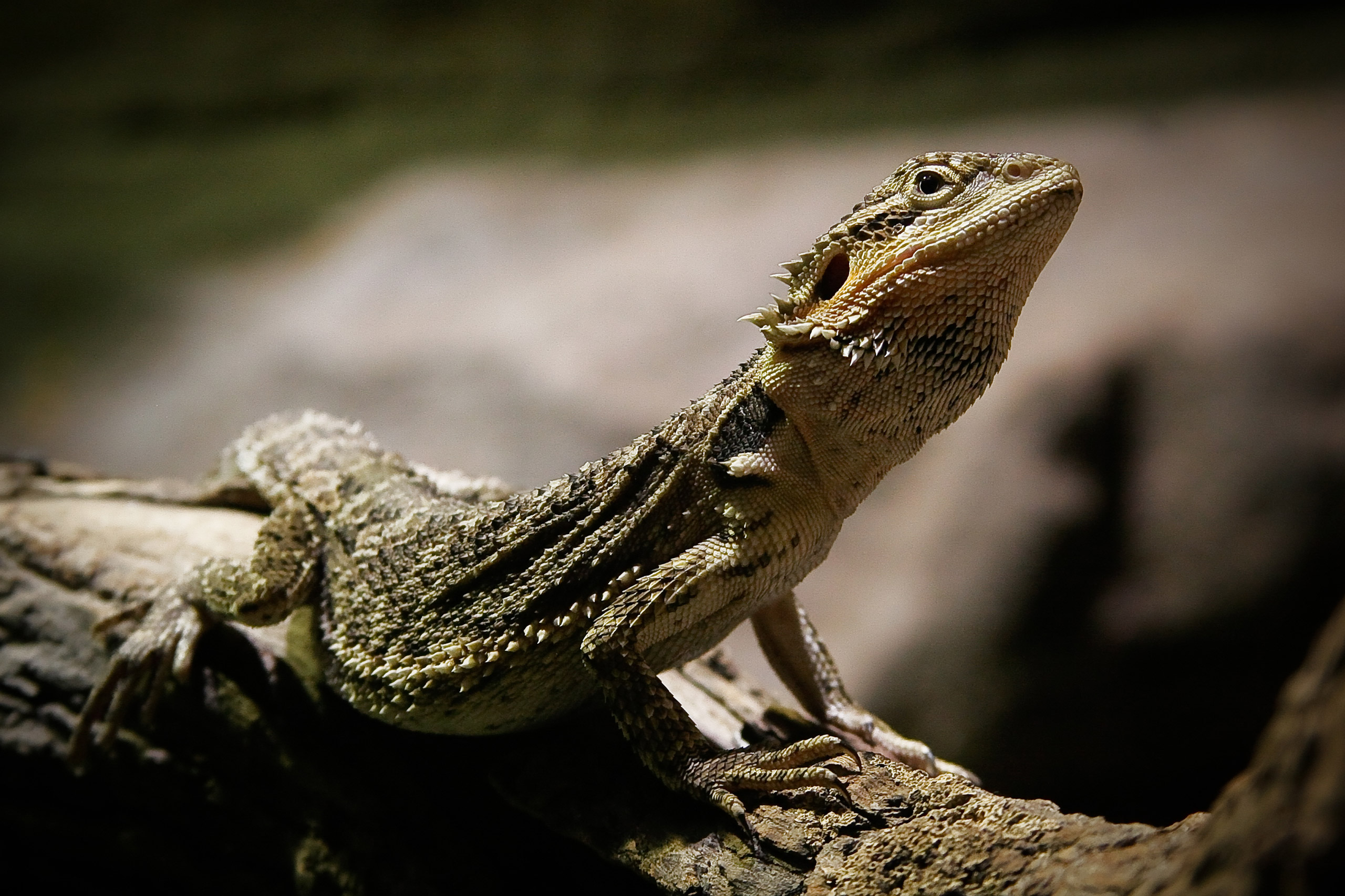Basking bearded dragon