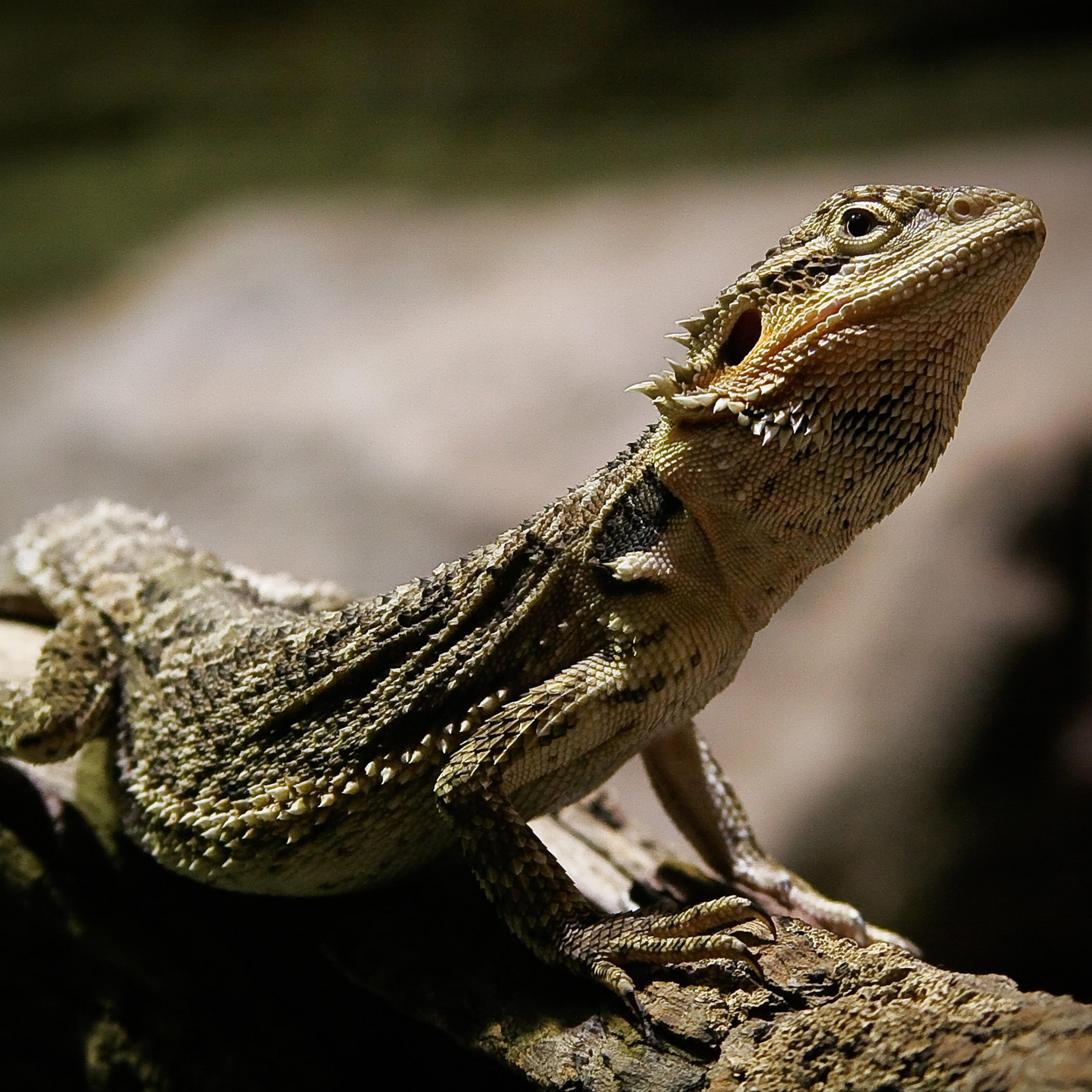 Basking bearded dragon