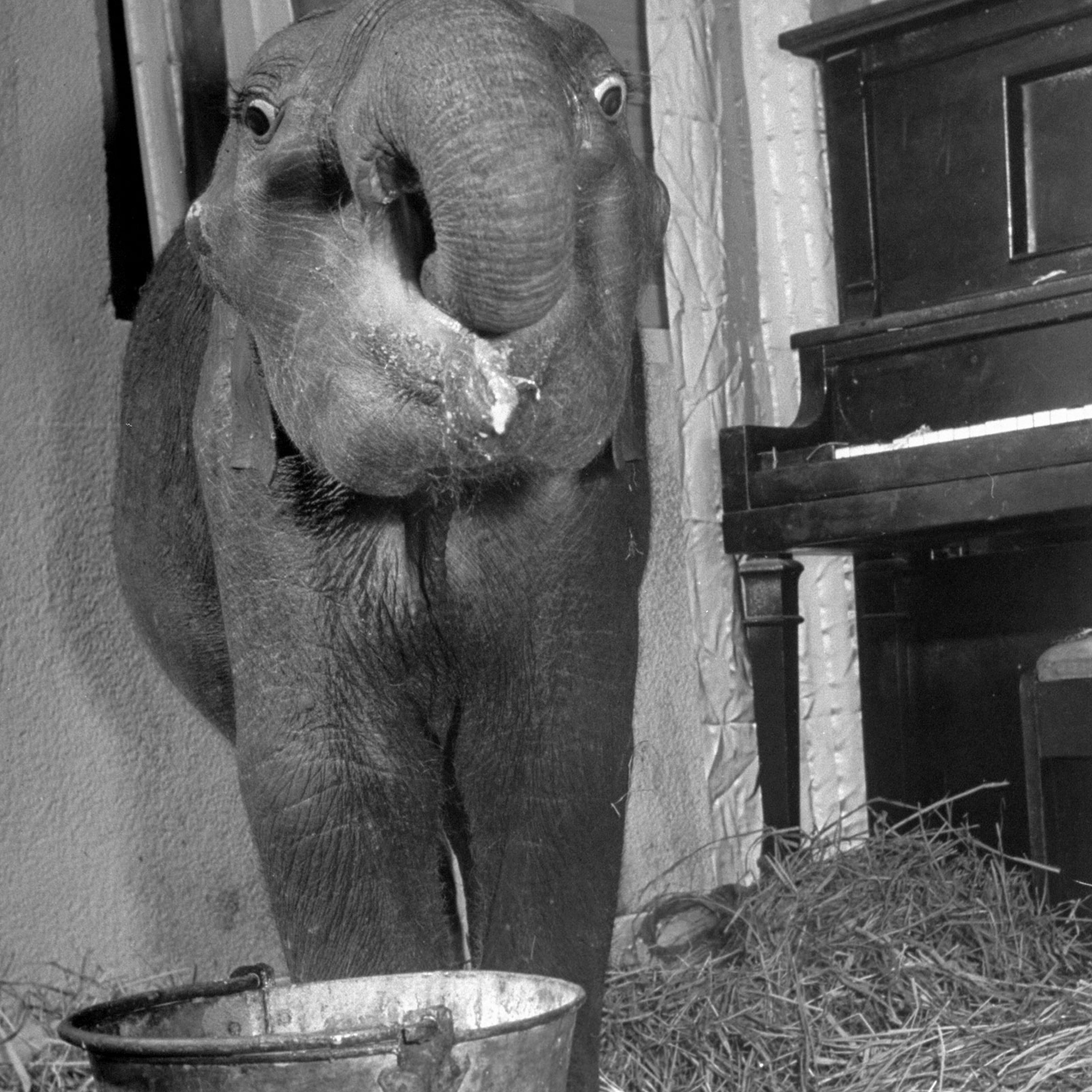 "Butch", baby female Indian elephant in the Dailey Circus, at feeding time.