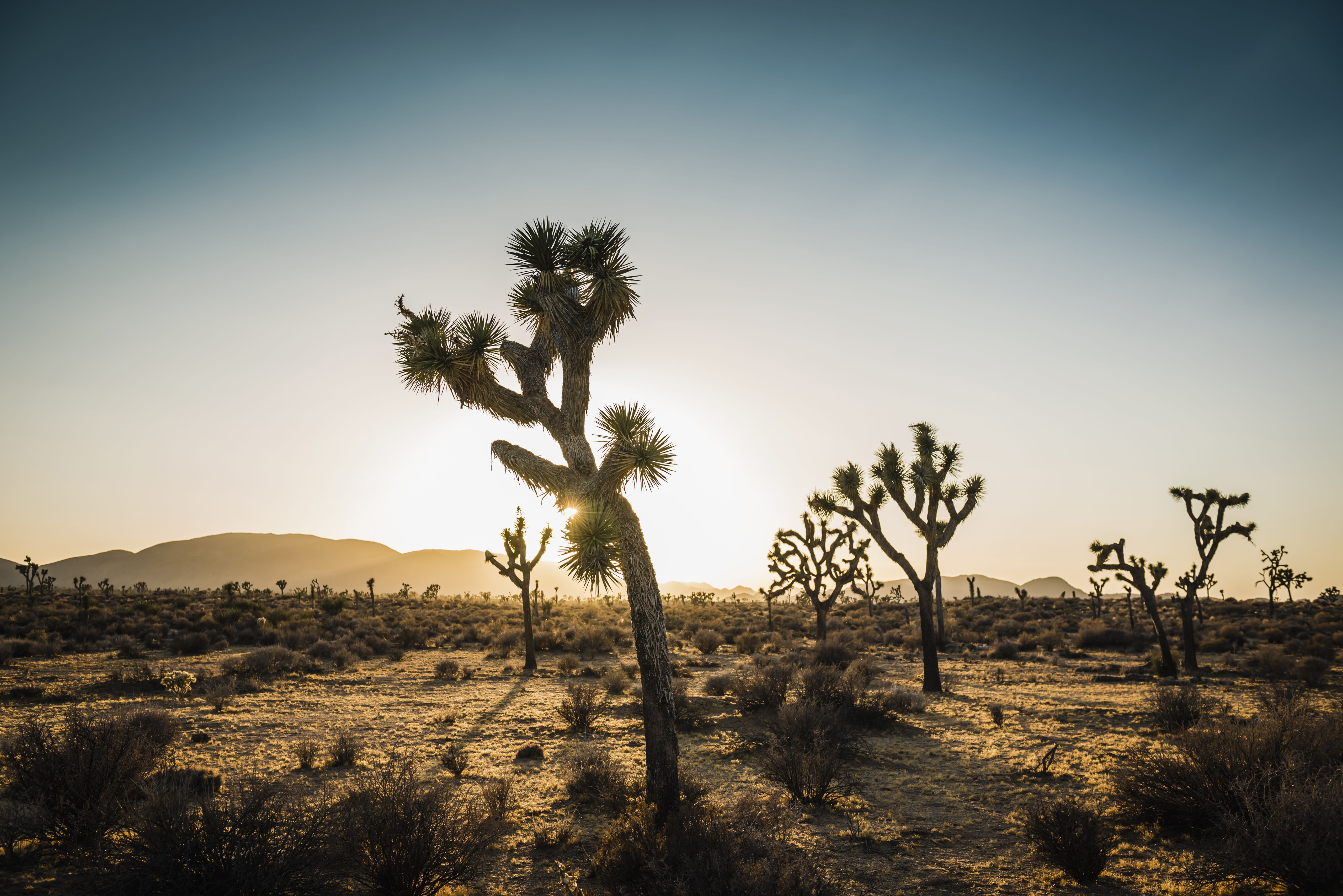 Trees in the desert